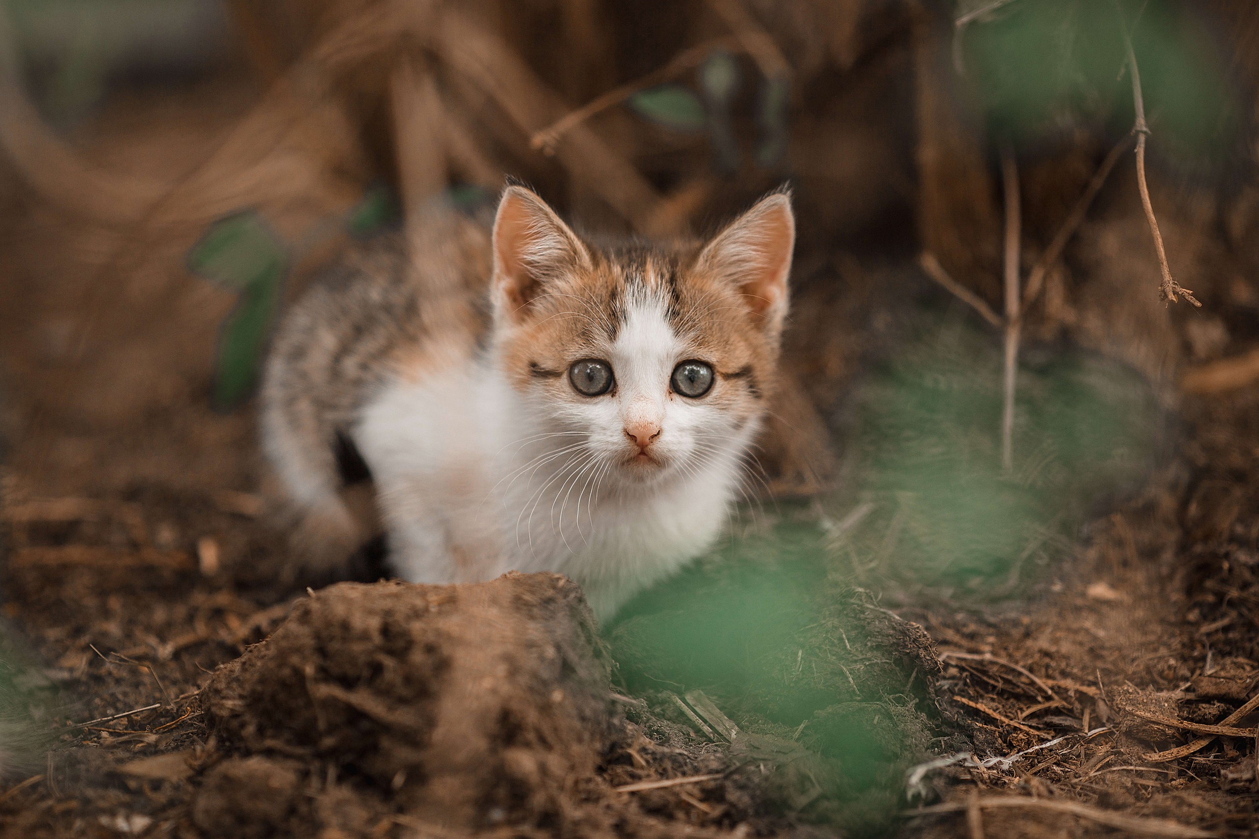 Baby Animal Cat Kitten Pet 2560x1707