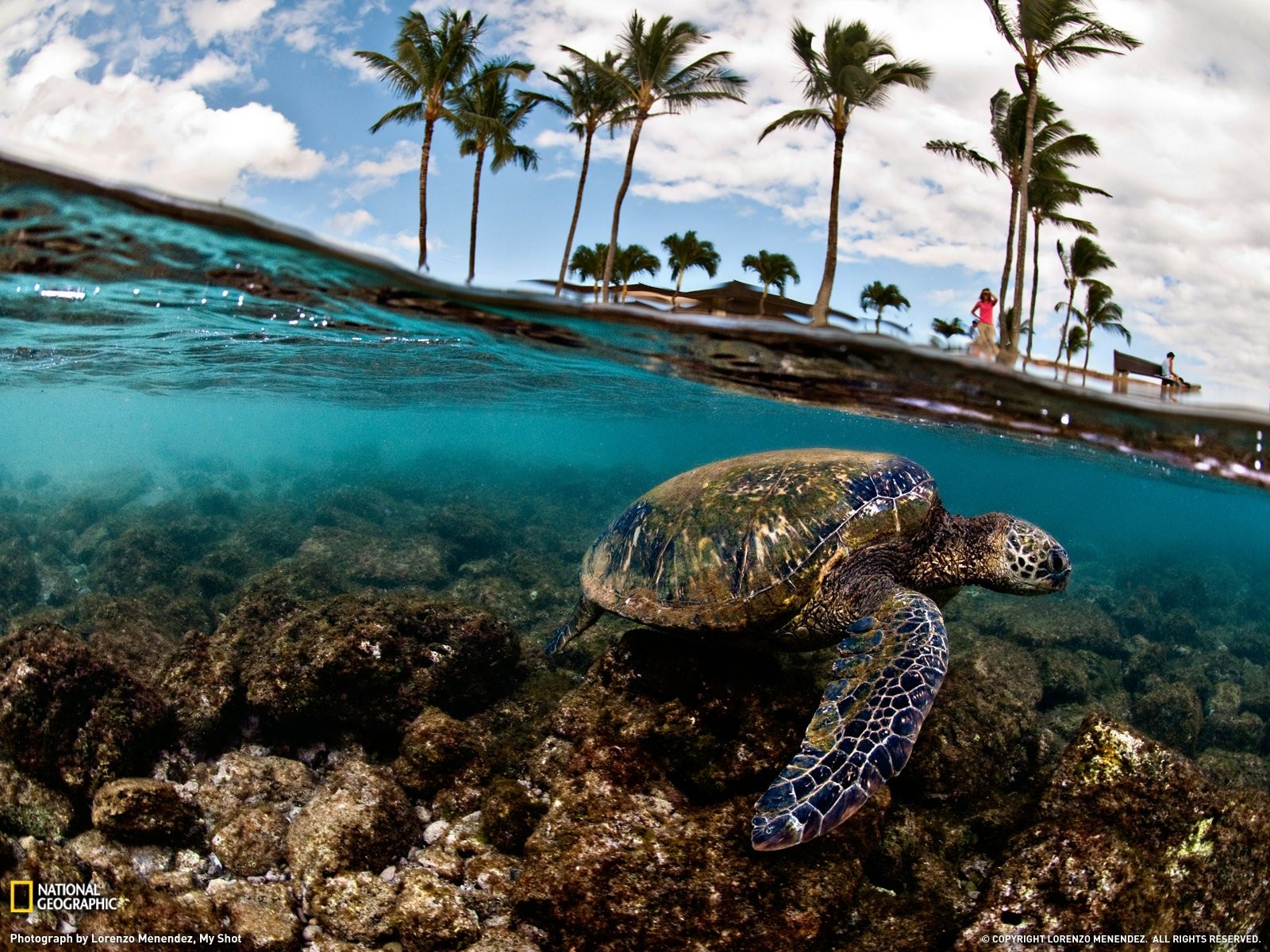 Turtle Reptile Trees Water National Geographic Underwater Palm Trees 1600x1200