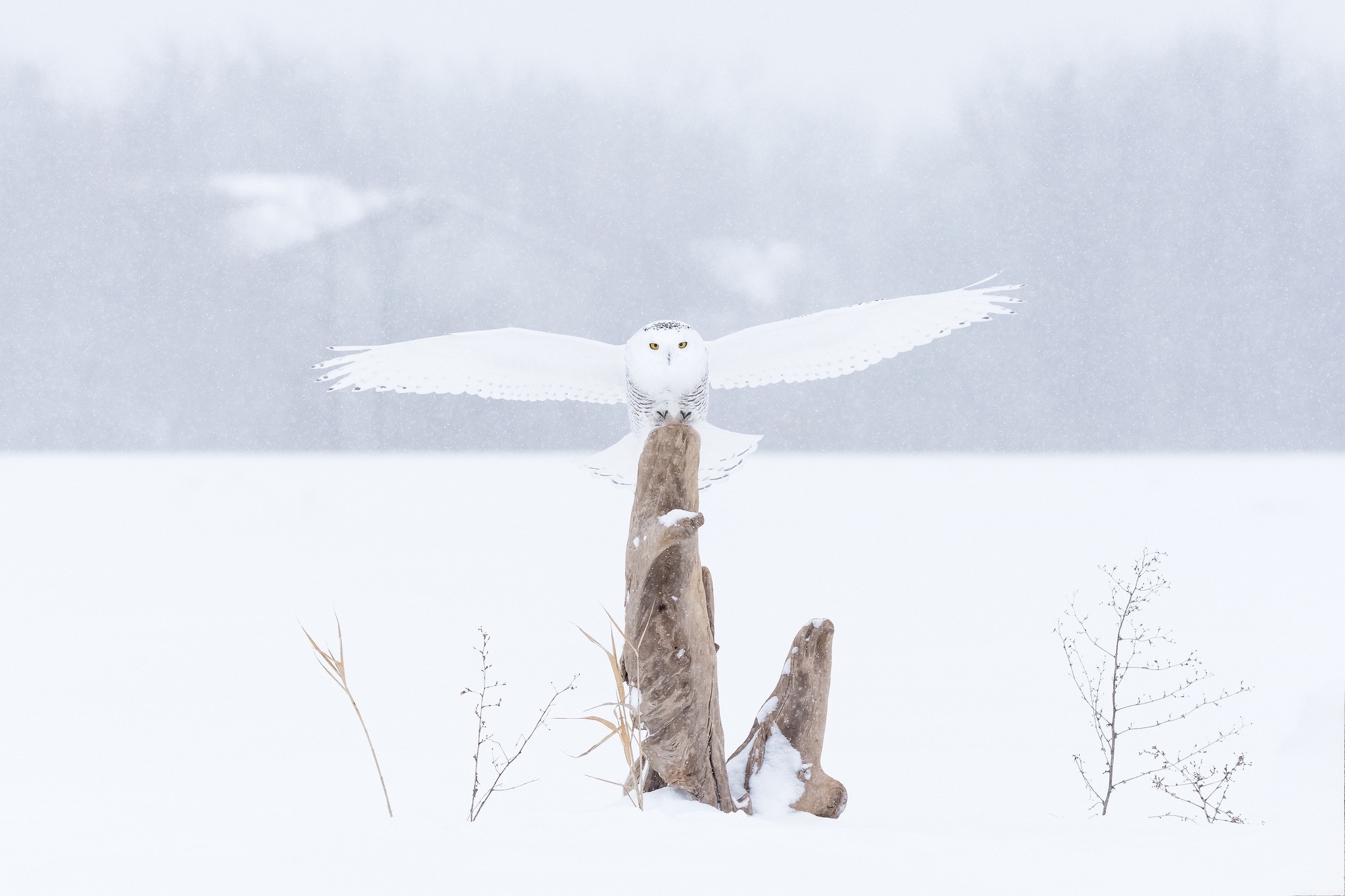 Bird Owl Snow Snowy Owl Wildlife Winter 2048x1365