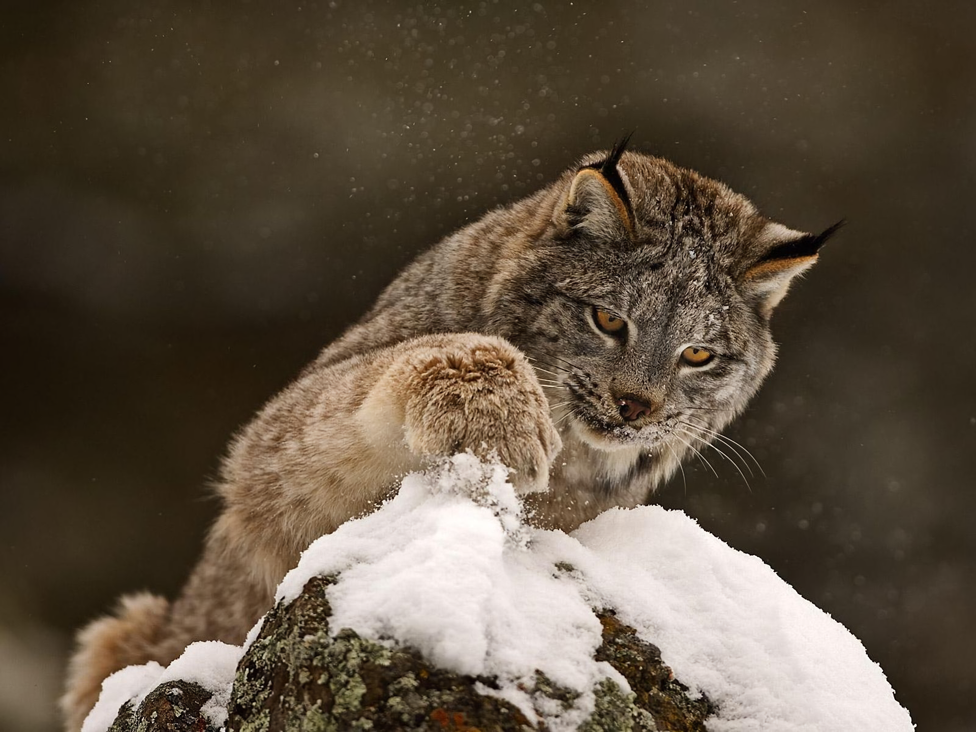 Lynx Snow Winter 1920x1440
