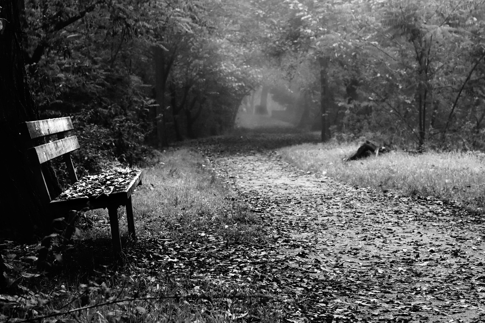 Bench Black Amp White Monochrome Nature Path 2048x1365
