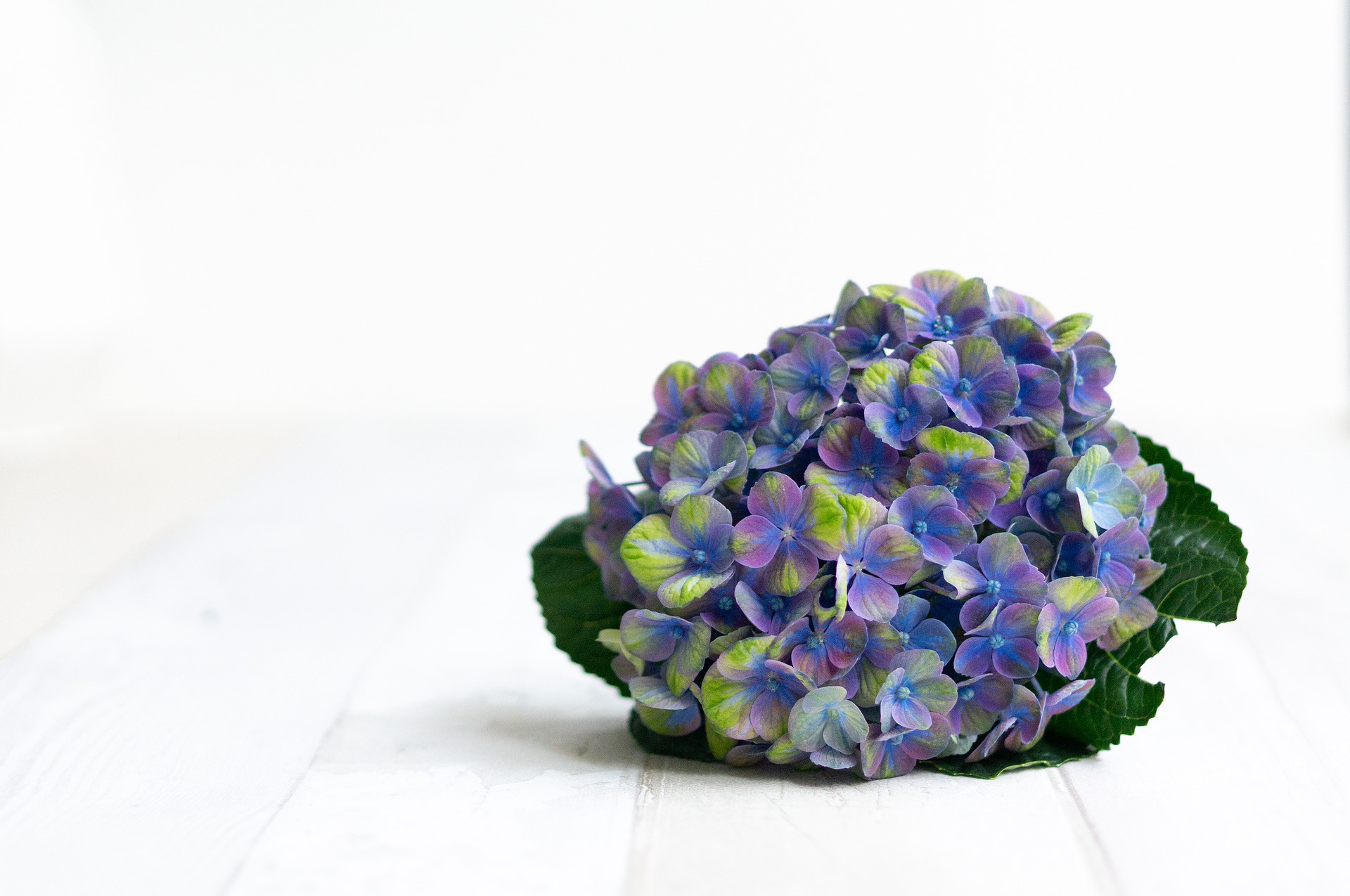 Earth Hydrangea 1920x1275