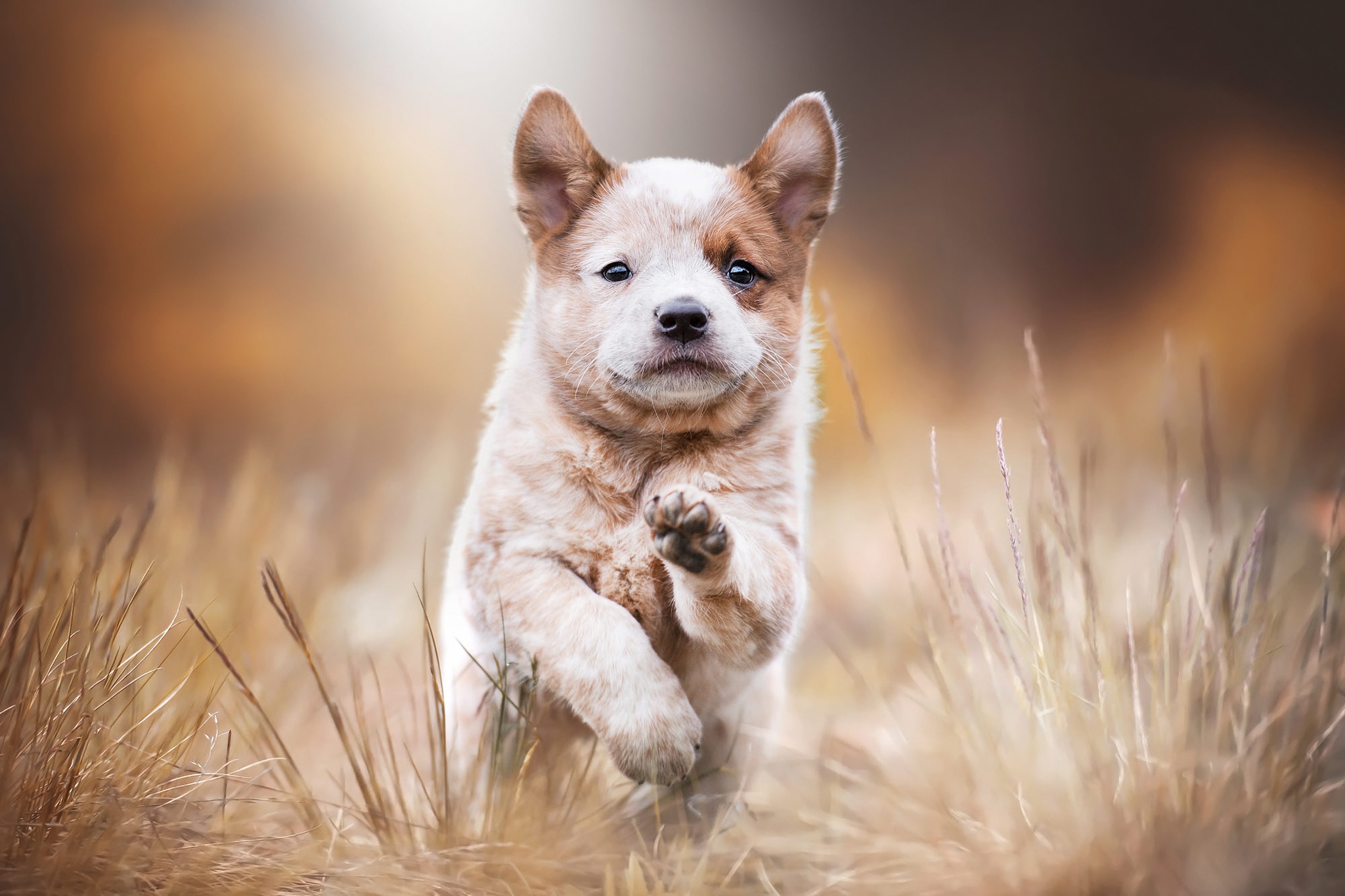Akita Baby Animal Depth Of Field Dog Pet Puppy 2048x1365