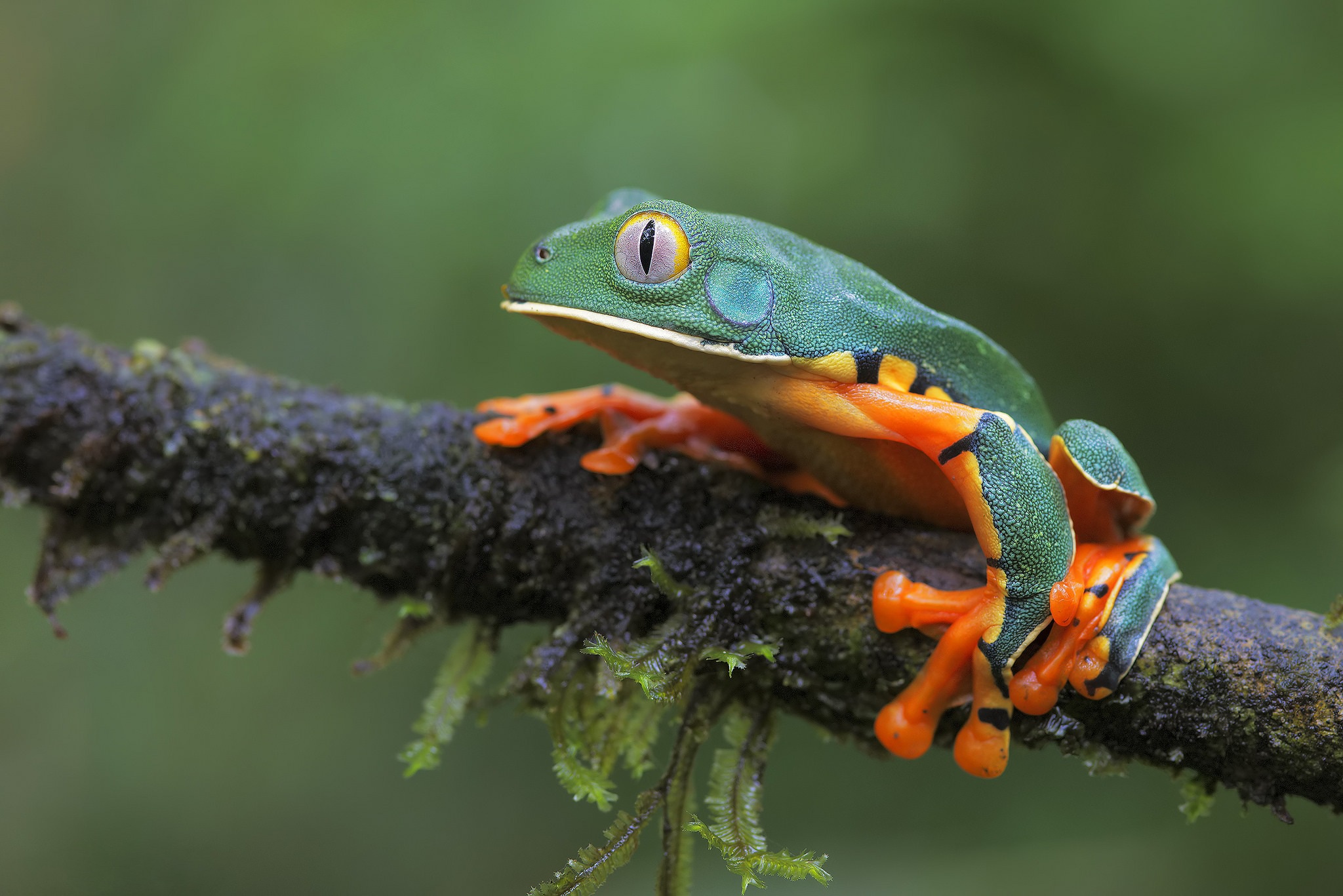 Amphibian Frog Wildlife 2048x1367