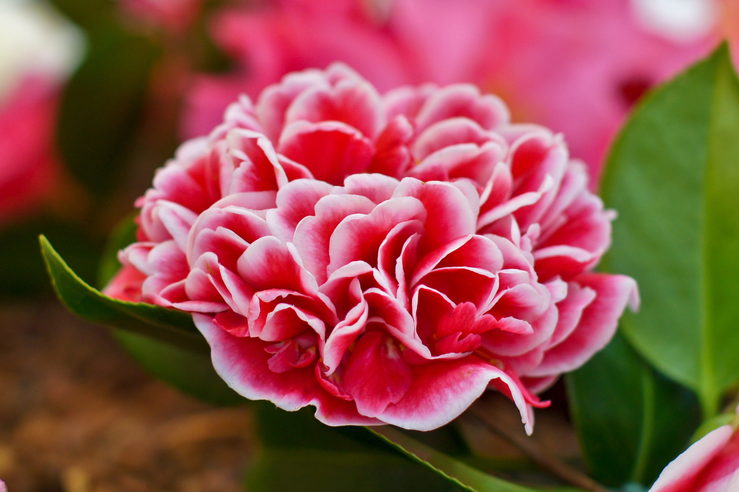 Camellia Flower Macro Nature Pink Flower 2589x1723
