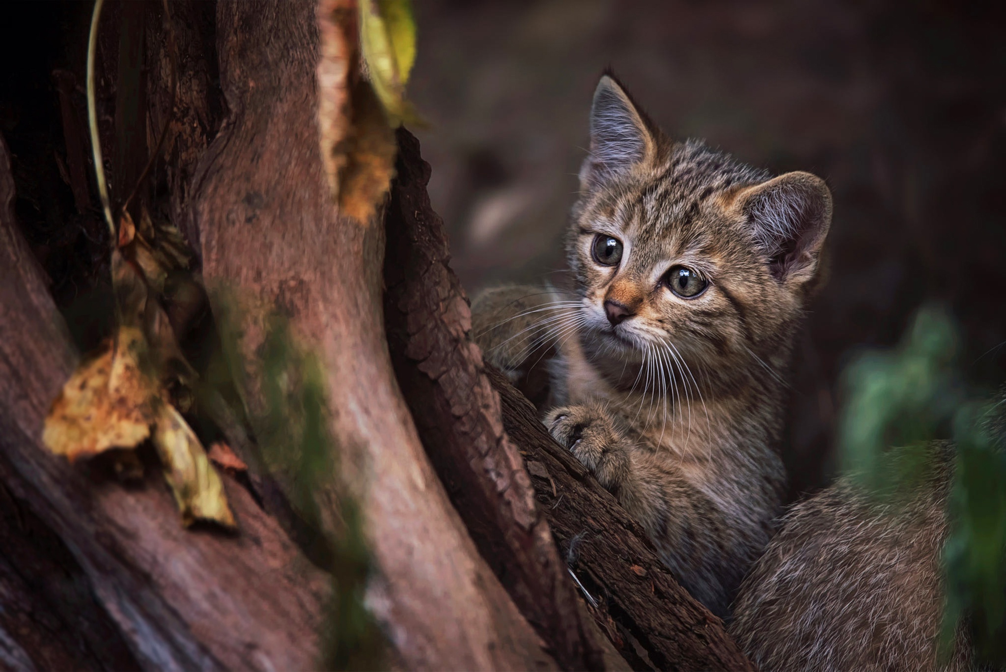 Baby Animal Cat Kitten Pet Wildcat 2048x1368