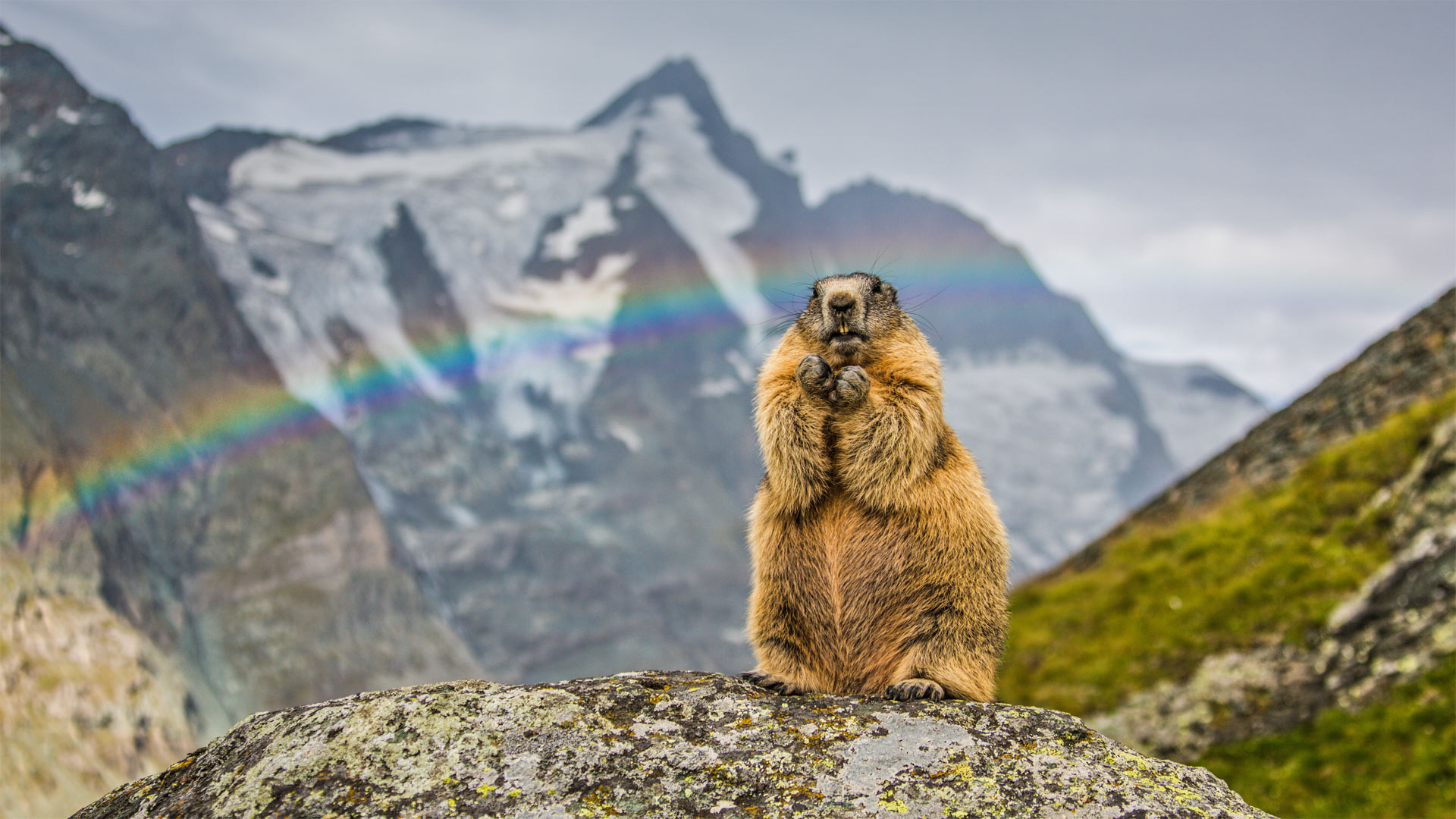 Nature Animals Rainbows Marmot Rodent 1920x1080