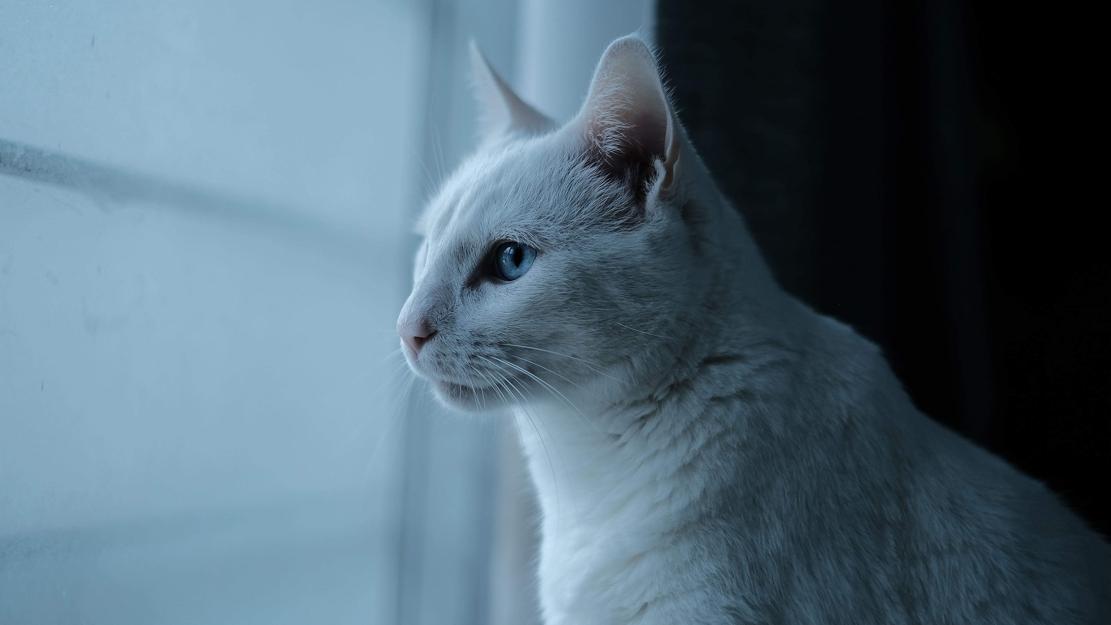 Blue Eyes Cat Pet Profile 3840x2160