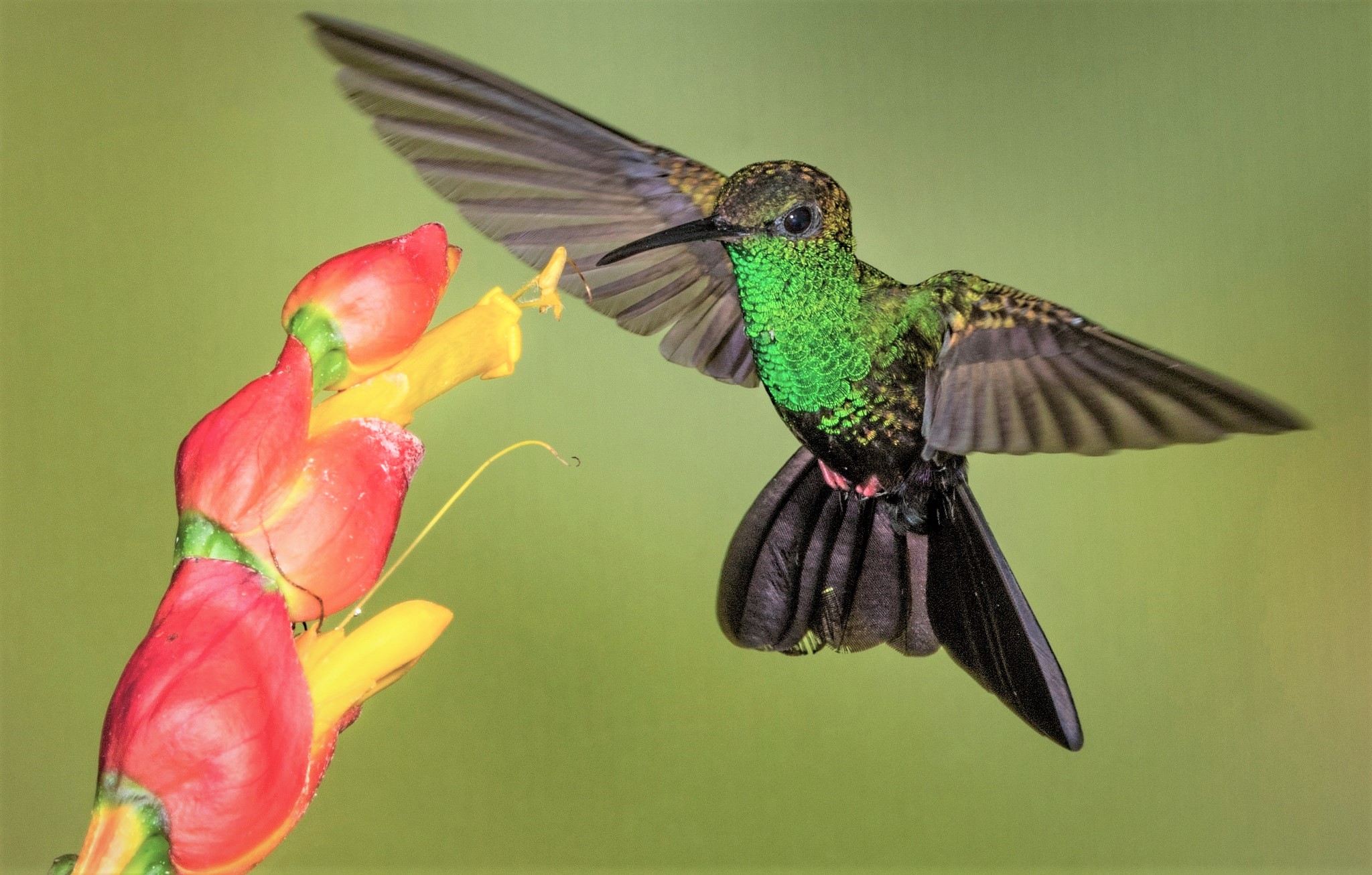 Animal Bird Flower Hummingbird 2048x1307