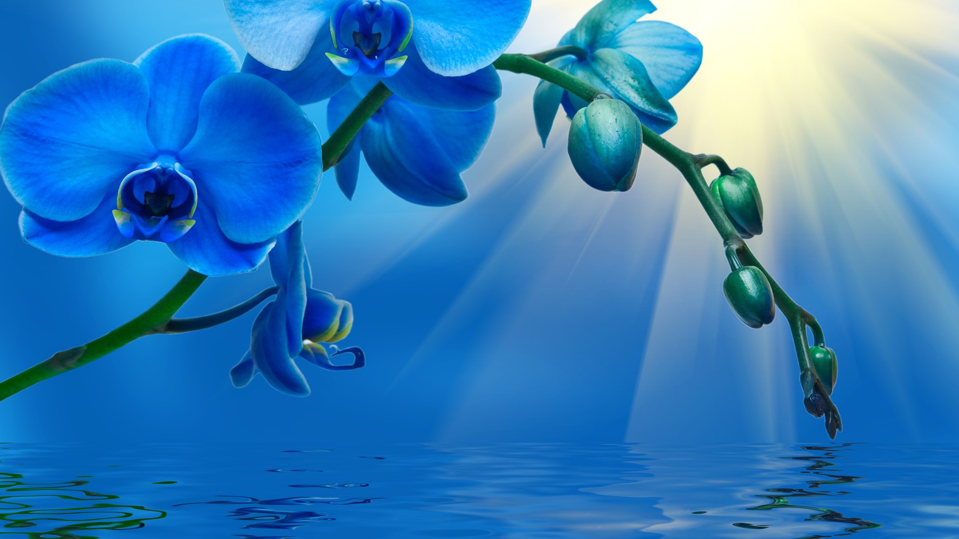 Blue Blue Flower Flower Orchid Water 1920x1080