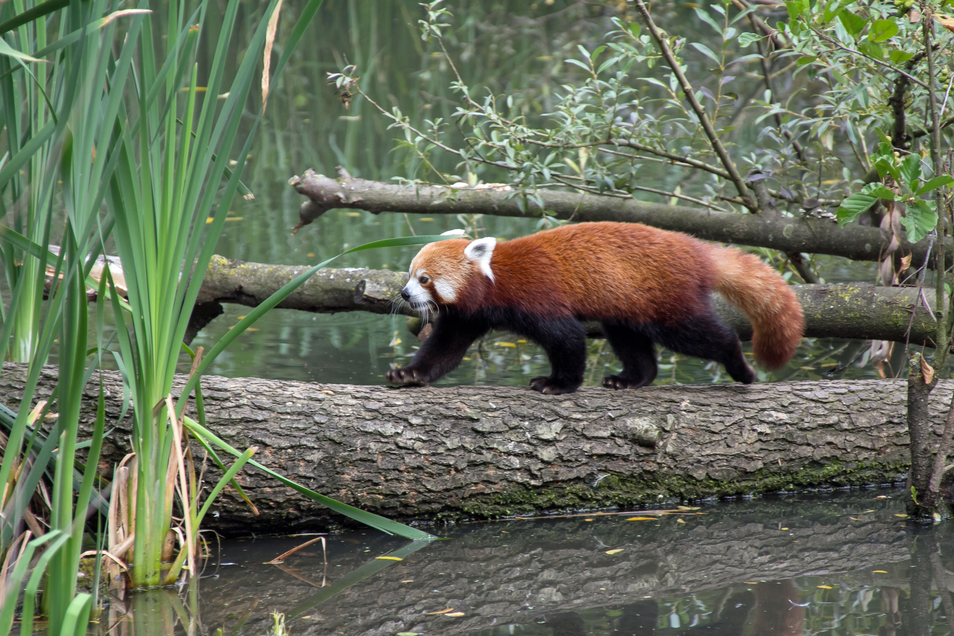 Red Panda Wildlife 3888x2592