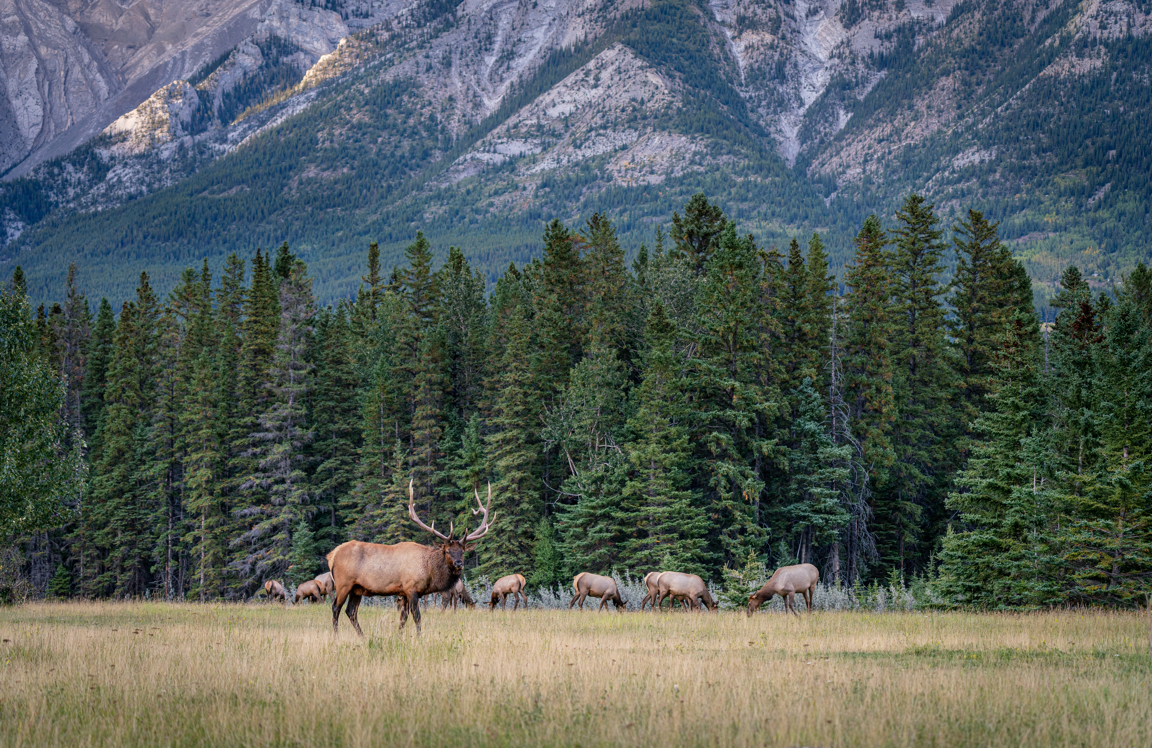 Banff National Park Canada Deer Wildlife 4000x2600