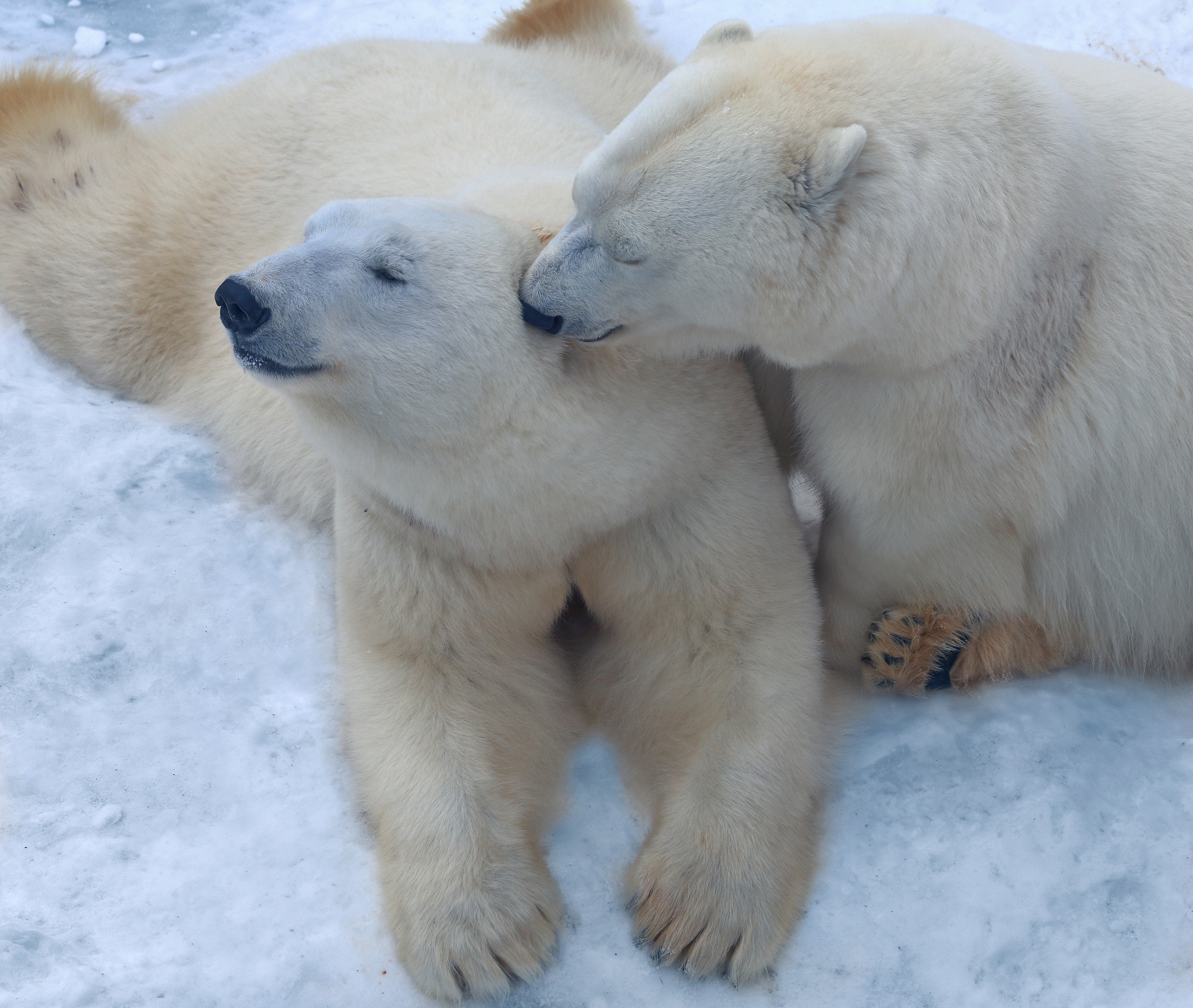 Polar Bear Wildlife Predator Animal 2557x2160