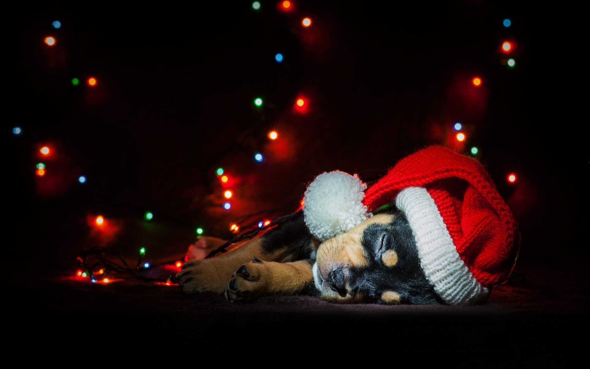 Baby Animal Christmas Cute Dog Holiday Light Puppy Santa Hat Sleeping ...