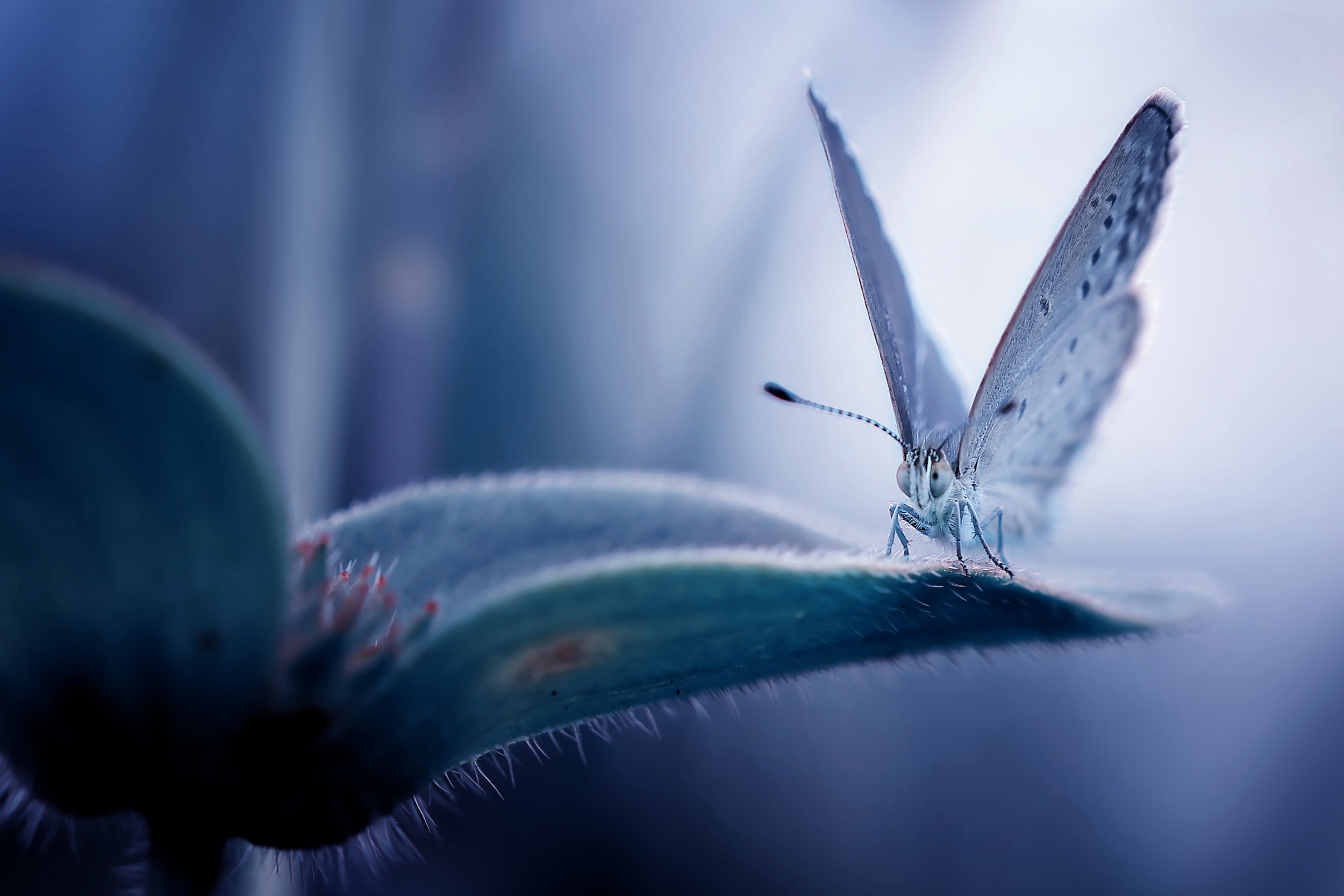 Macro Blue Plants Flowers Animals Insect Butterfly Nature 2500x1667