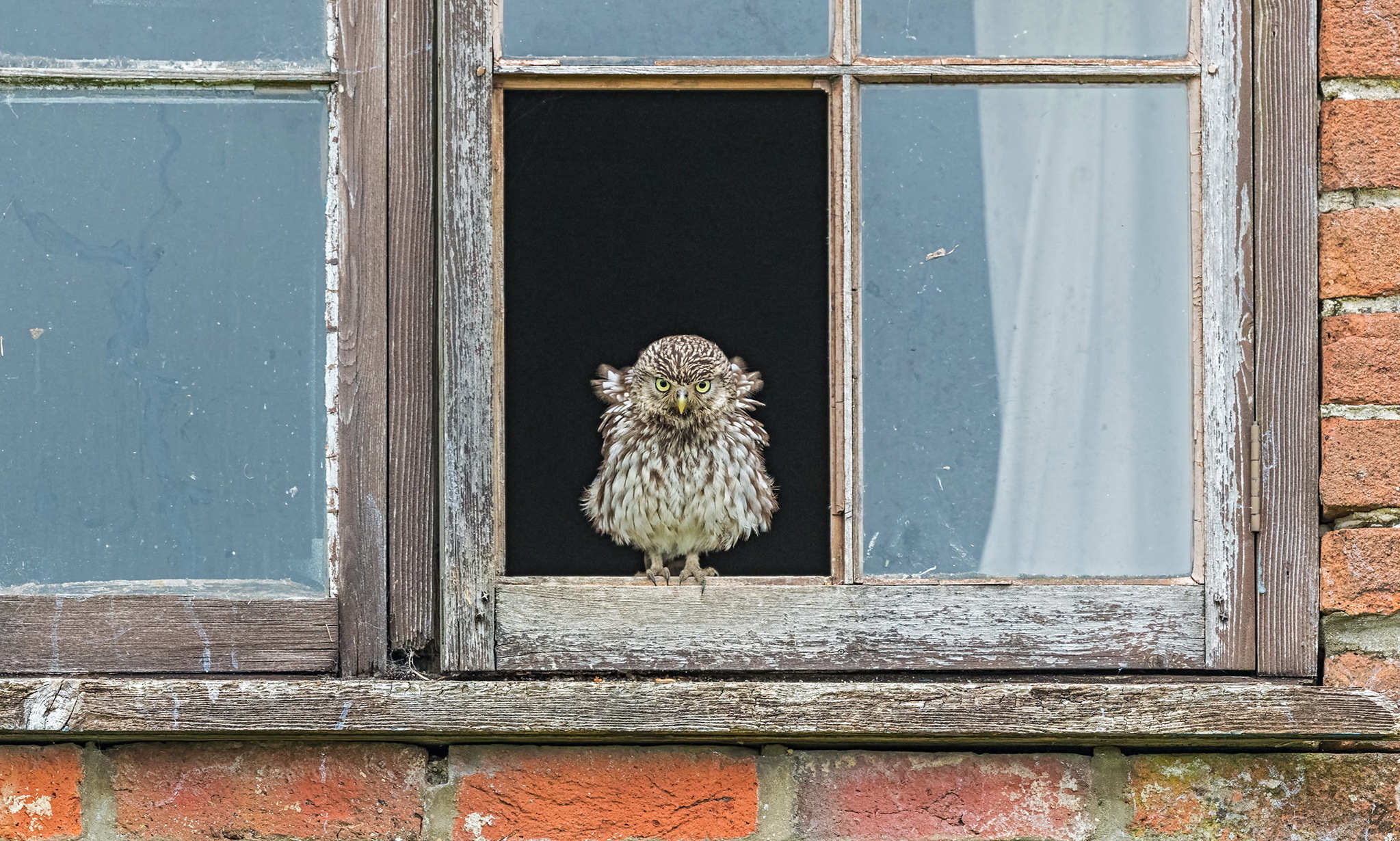 Animals Window Glass Birds Owl 2047x1230