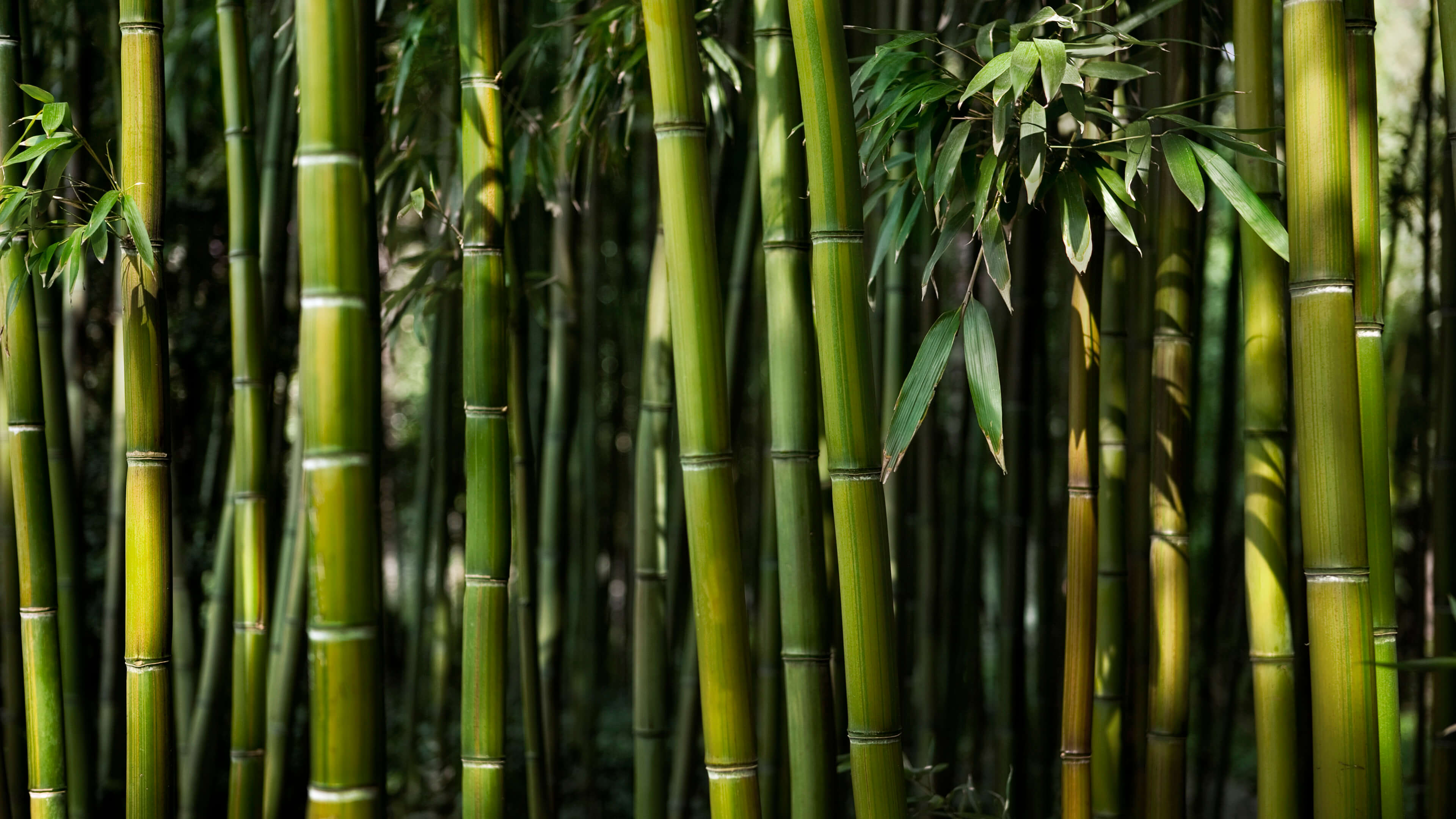 Bamboo Jungle Nature 3840x2160
