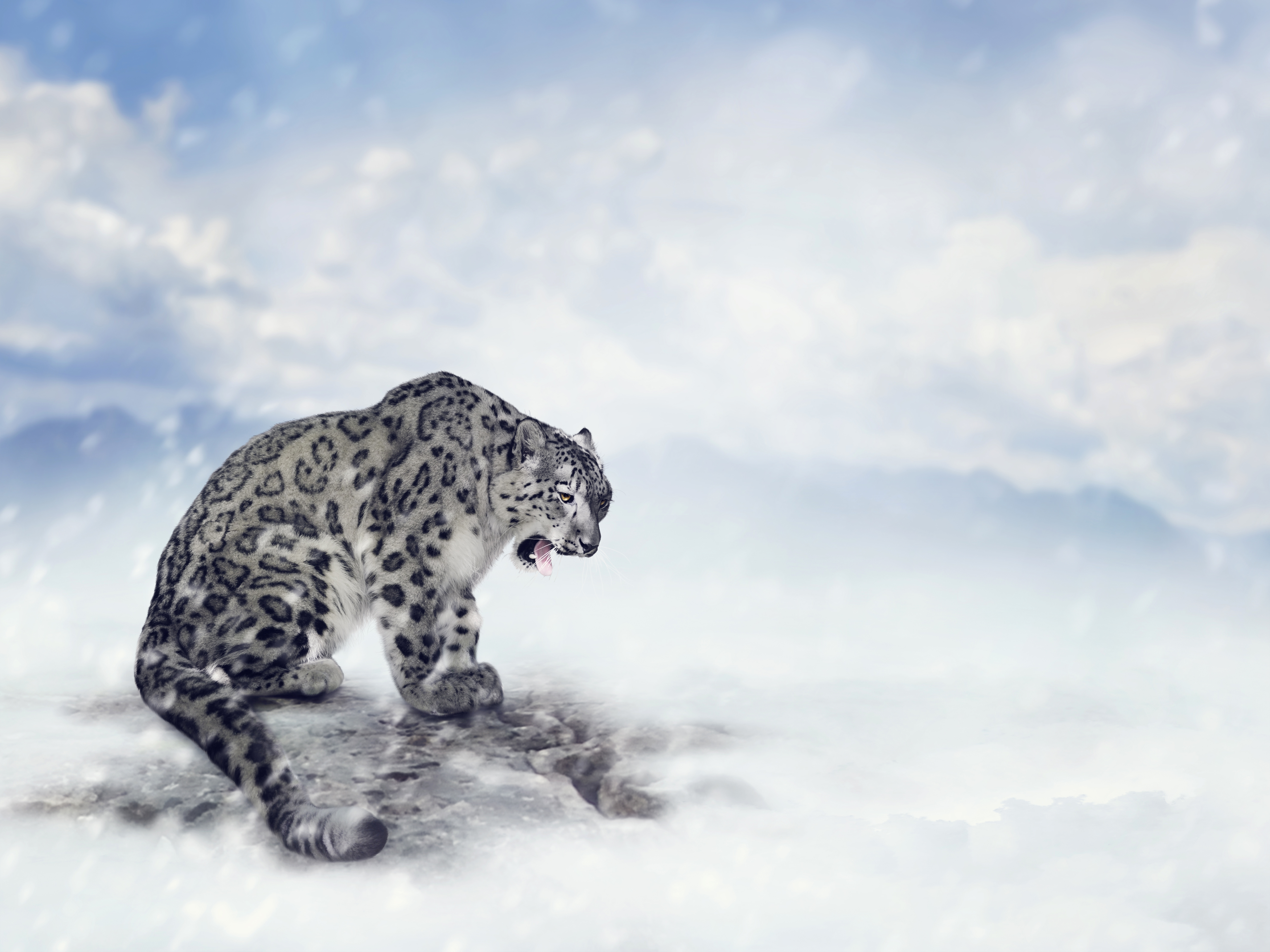 Big Cat Snow Leopard Snowfall Wildlife Predator Animal 5600x4200