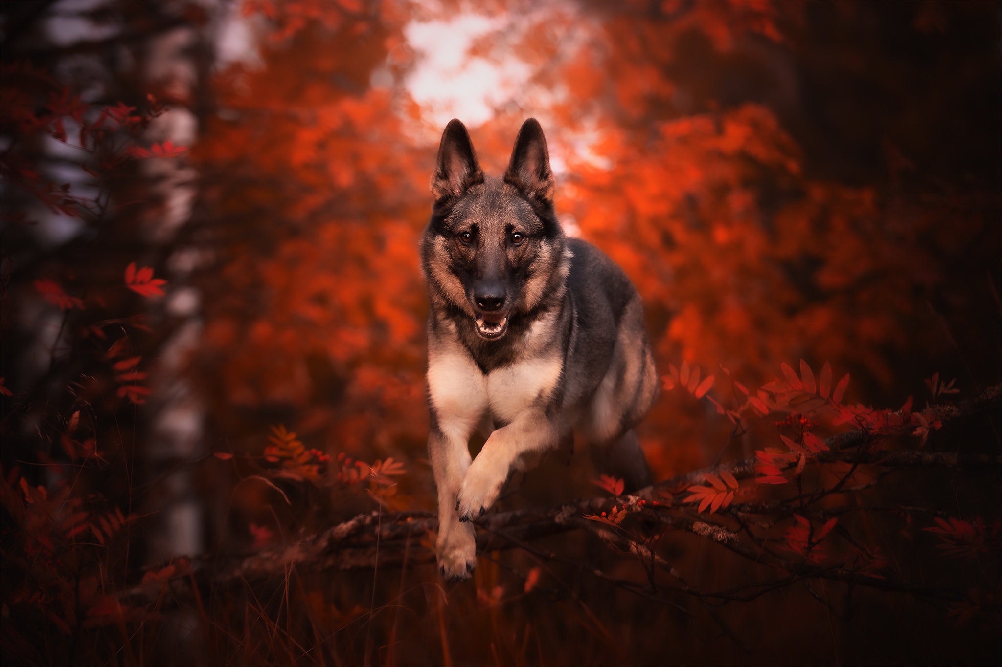 Dog German Shepherd Pet 2048x1365