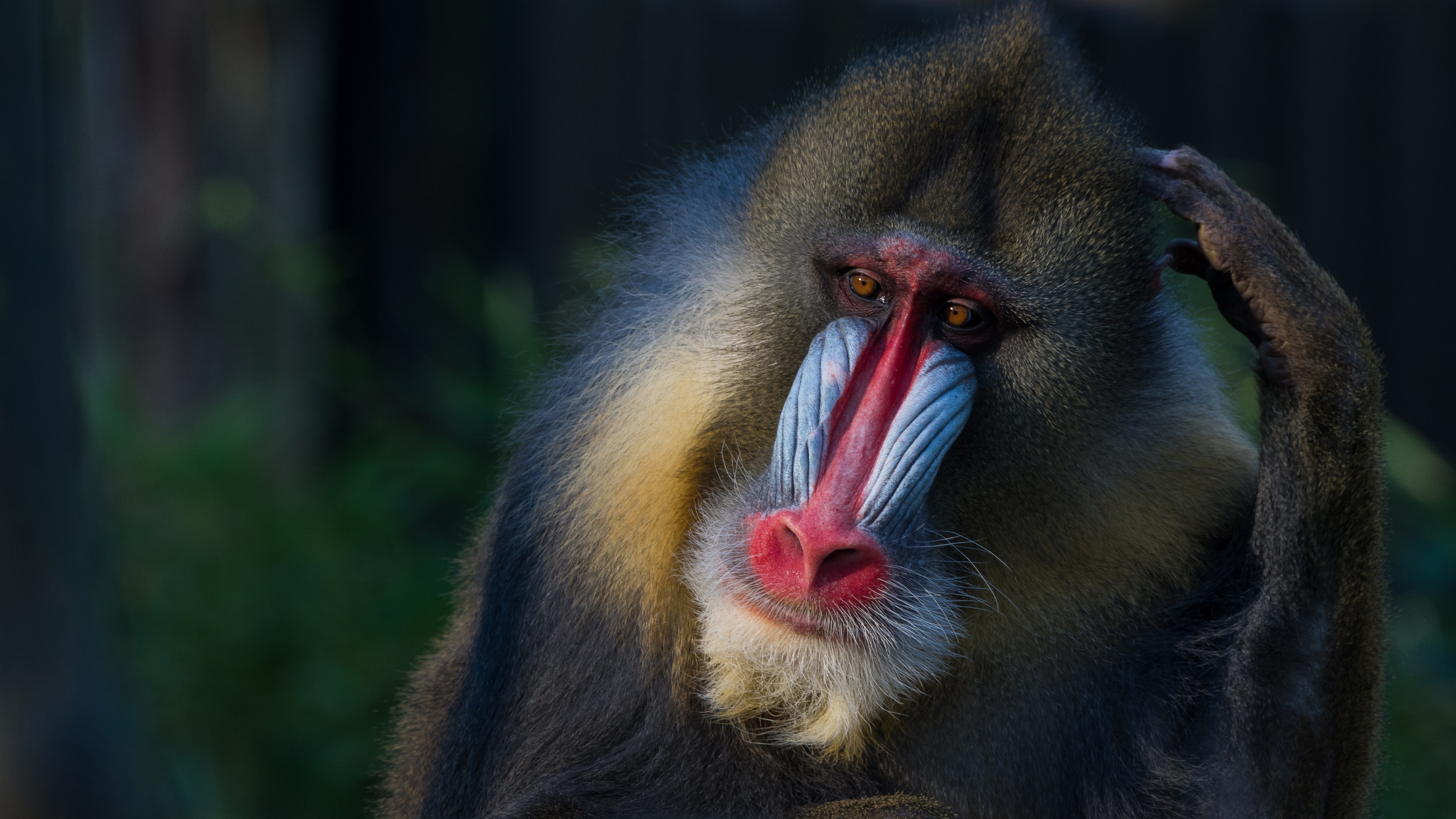 Mandrill Monkey Primate Wildlife 5482x3084