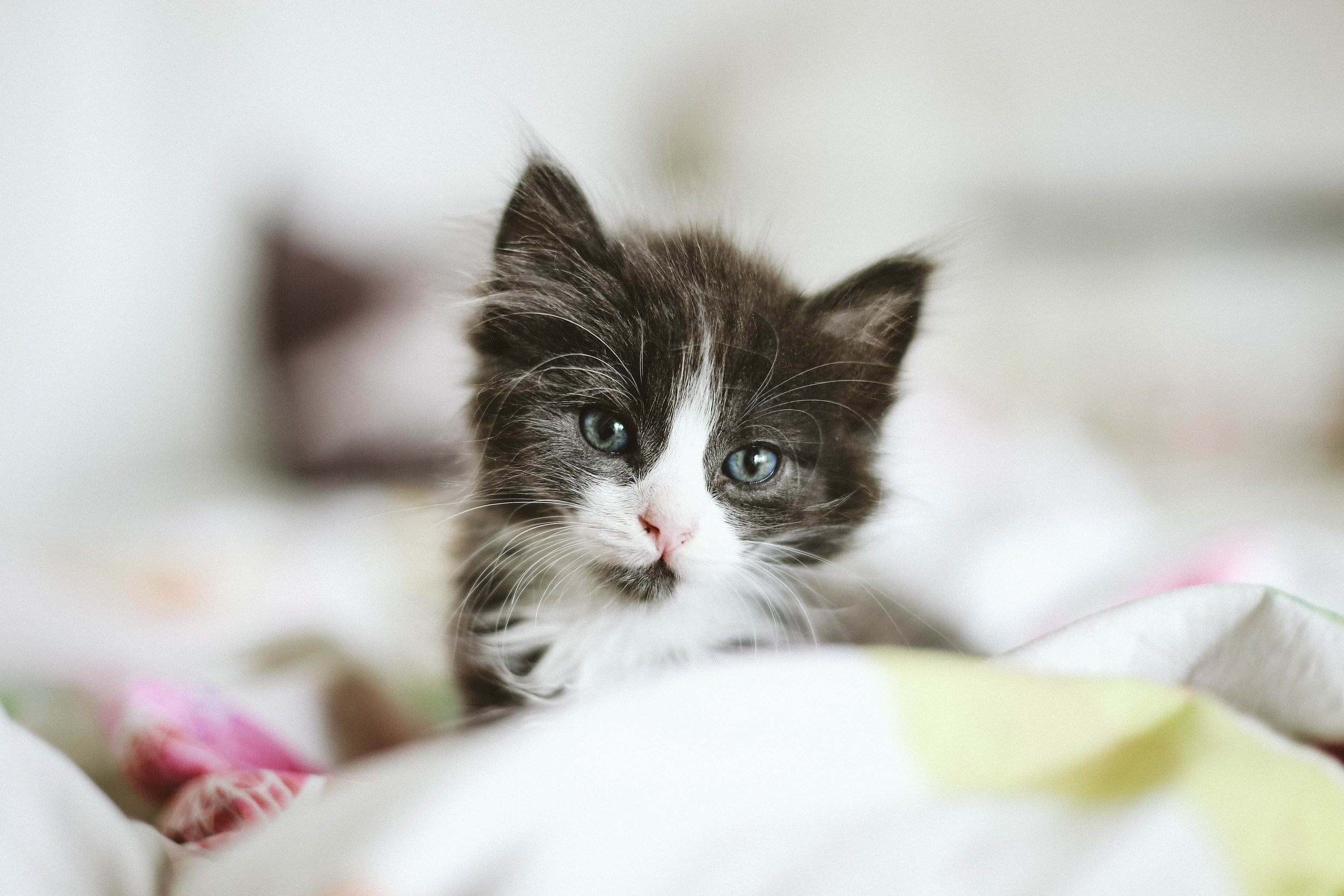 Baby Animal Cat Kitten Pet 2472x1648