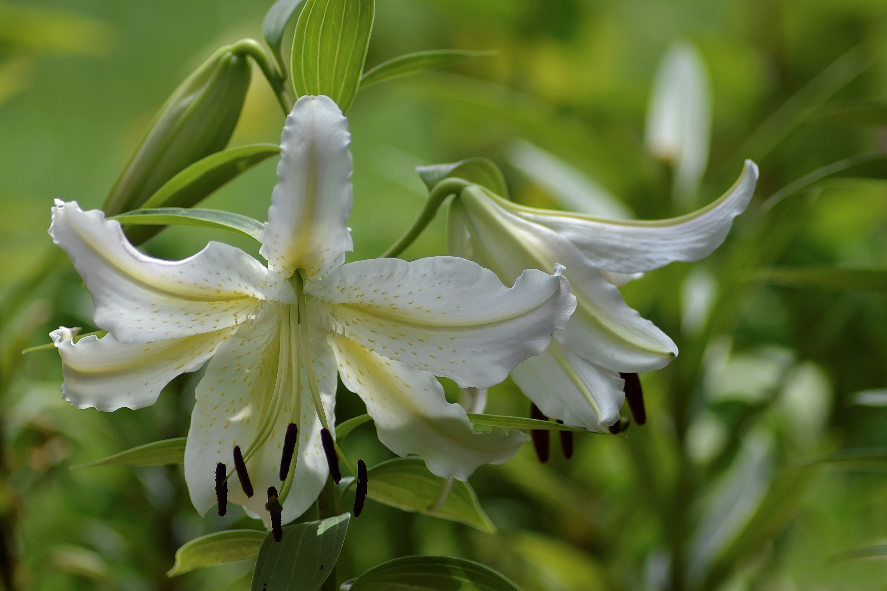 Lily Petal White Flower 3456x2304