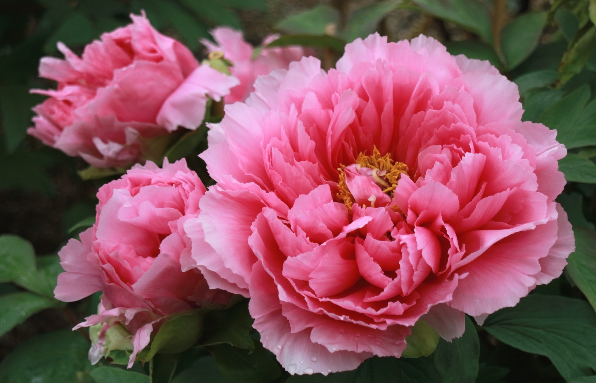 Close Up Flower Nature Peony Pink Flower 2000x1287
