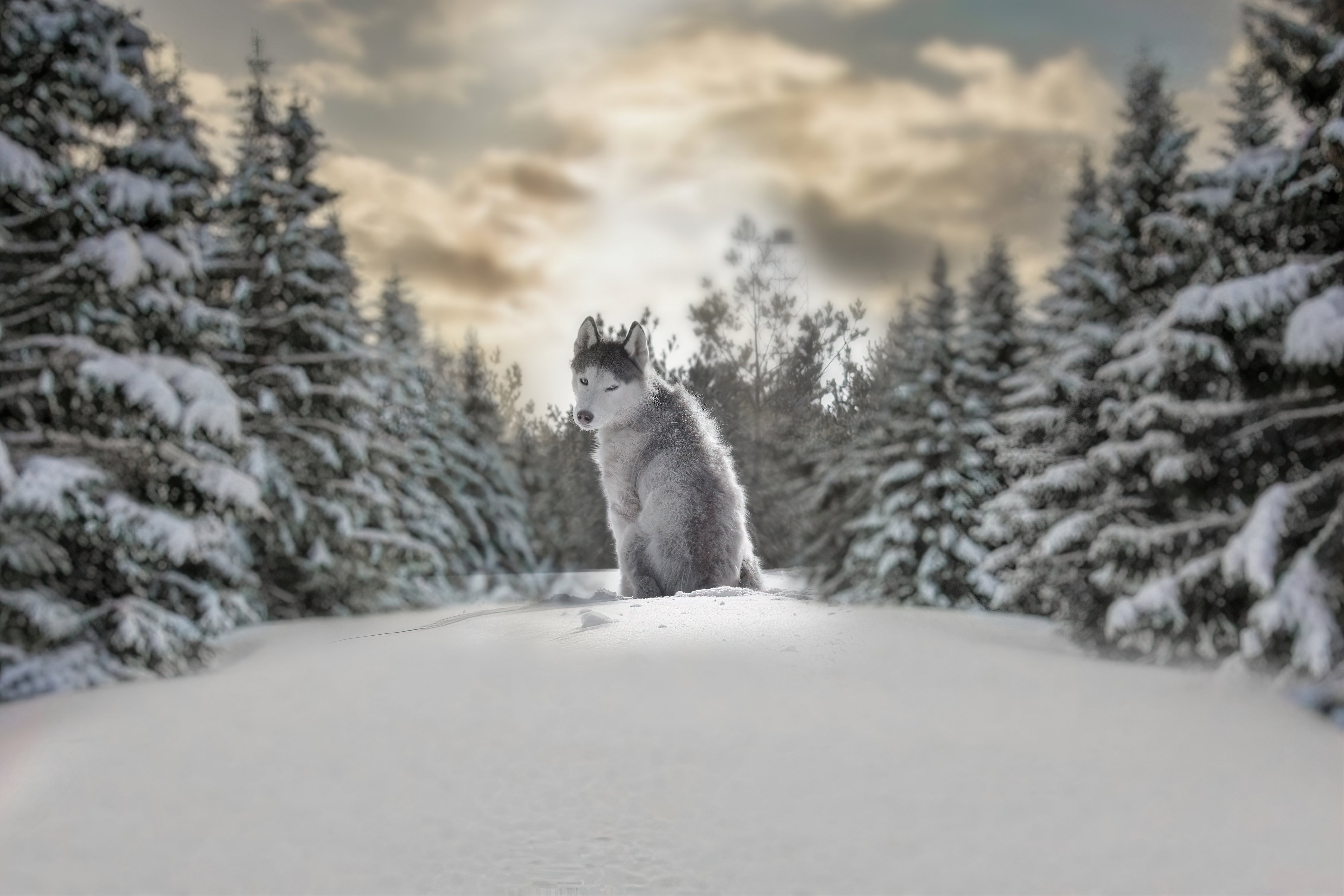 Wolf Animals Depth Of Field Blurred Snow Snow Covered Sky Photography Winter Cold Trees Maria Yaropo 4242x2828