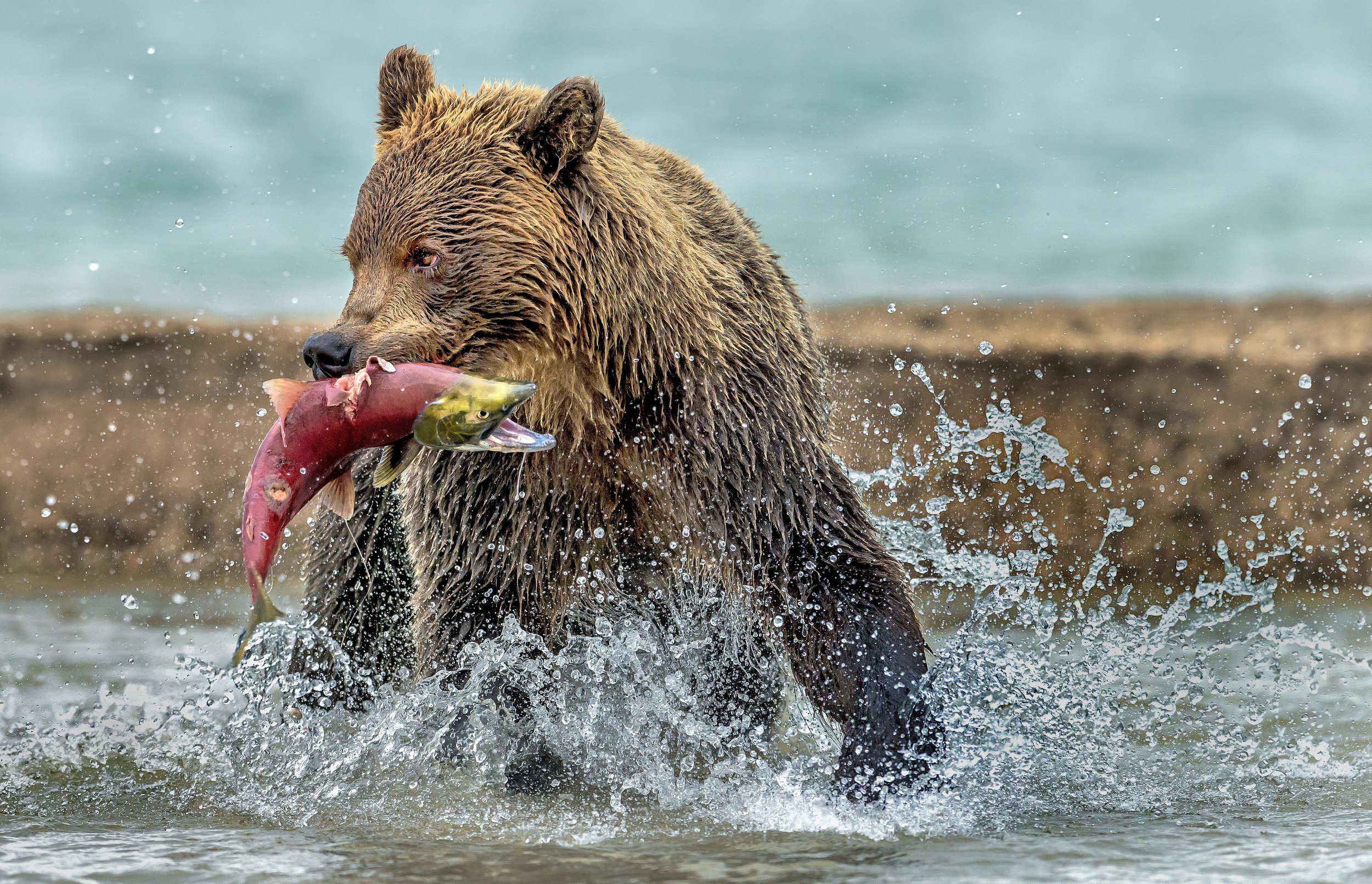 Bear Fish Splash Wildlife Predator Animal 2500x1611