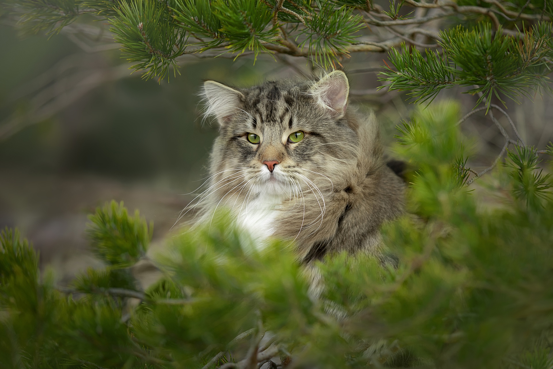 Cat Norwegian Forest Cat Wildcat 1920x1280