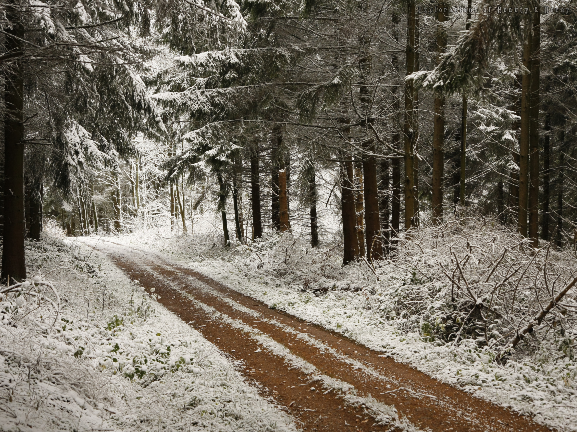 Dirt Road Earth Forest Path Pine Snow Winter 1920x1440