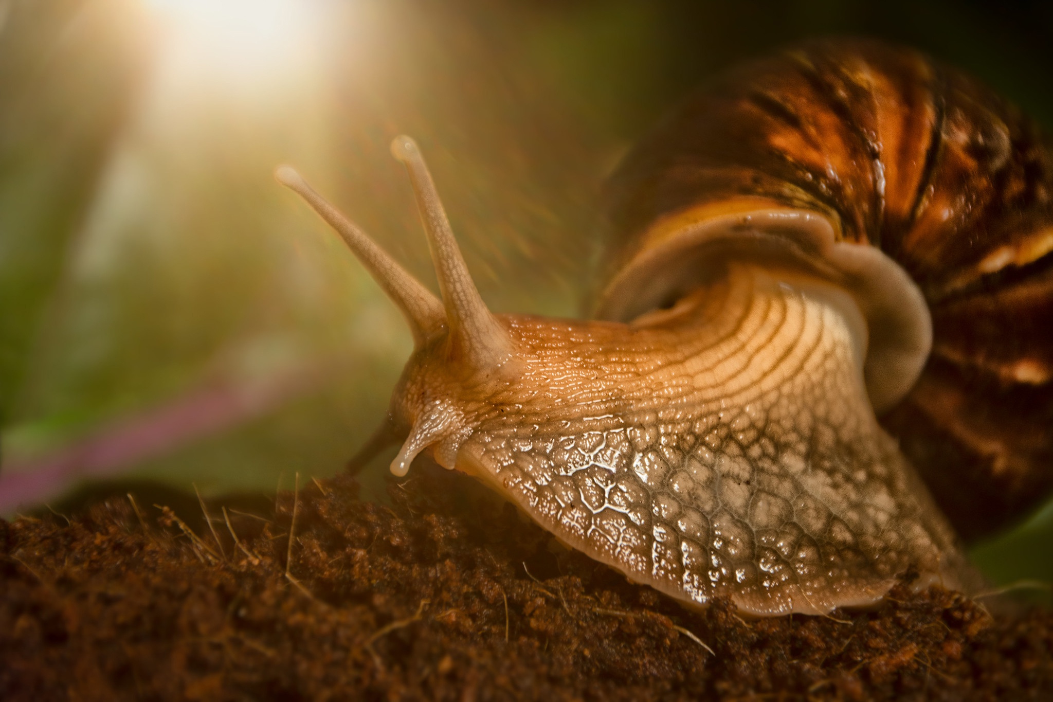 Macro Snail 2048x1365