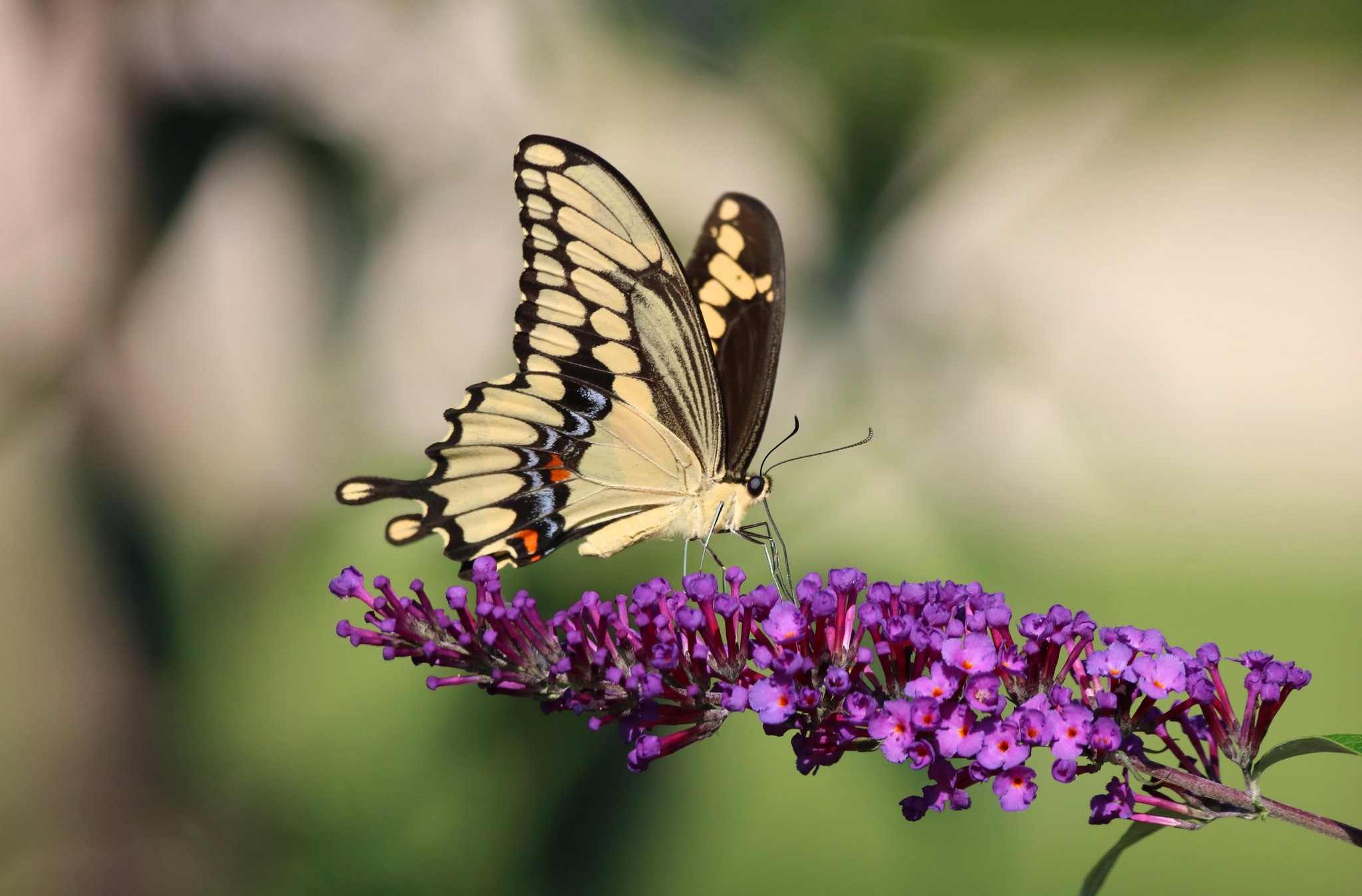 Butterfly Flower Macro Purple Flower Swallowtail Butterfly 2048x1348