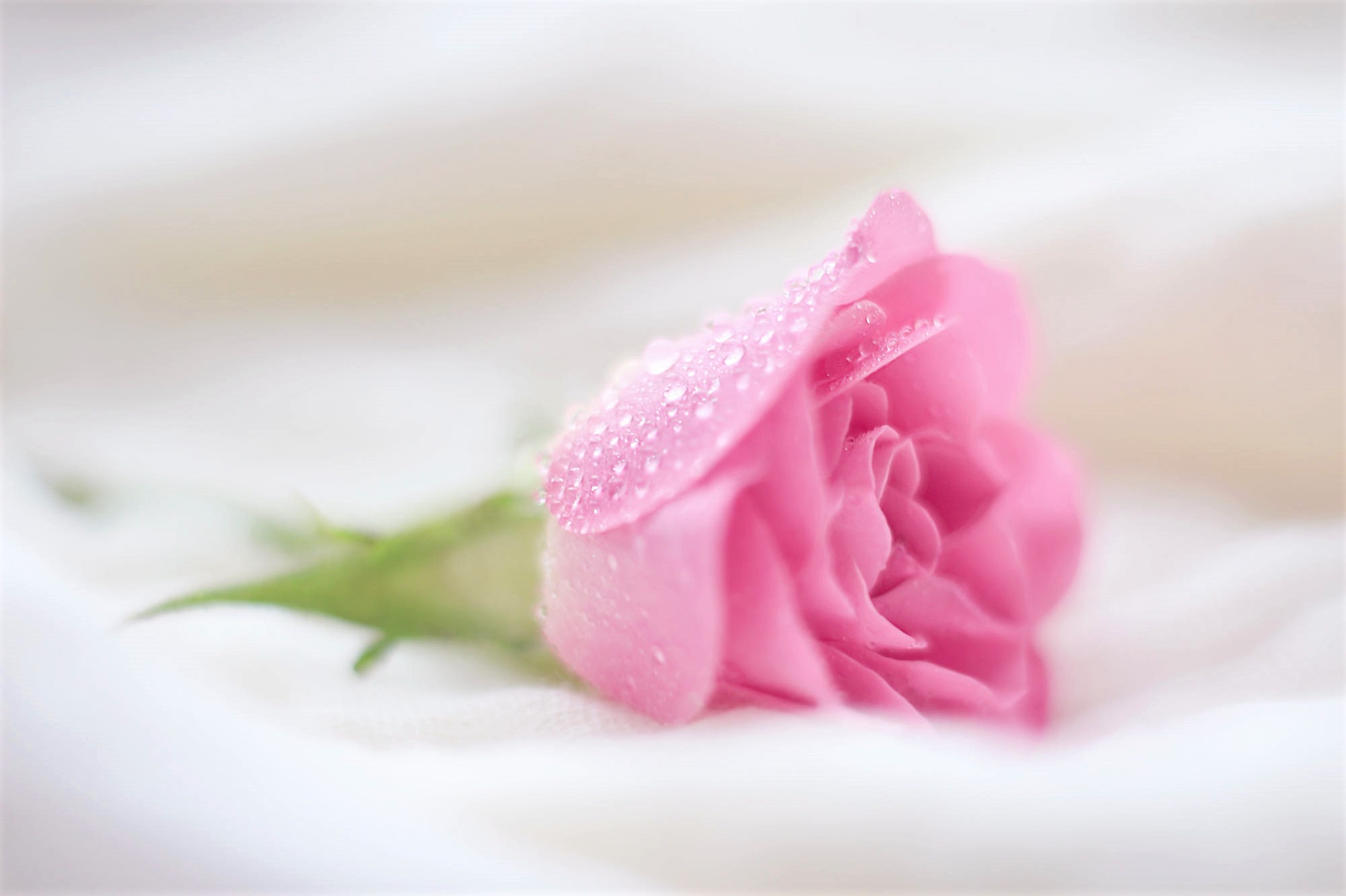 Dew Earth Flower Pink Flower Pink Rose Rose Water Drop 2000x1333