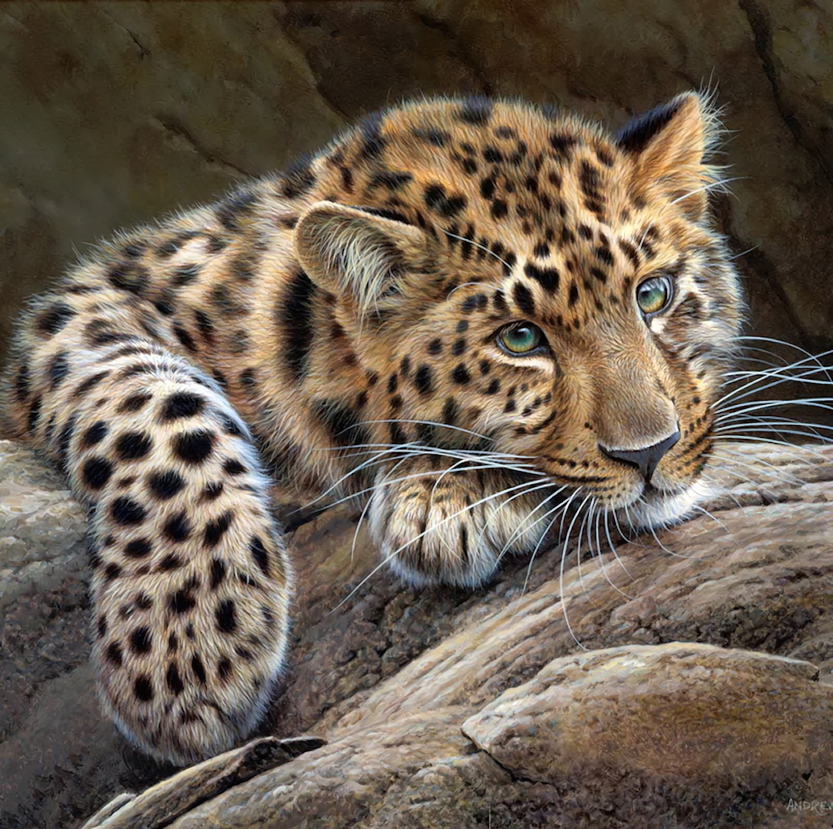 Animal Jaguar 1639x1632