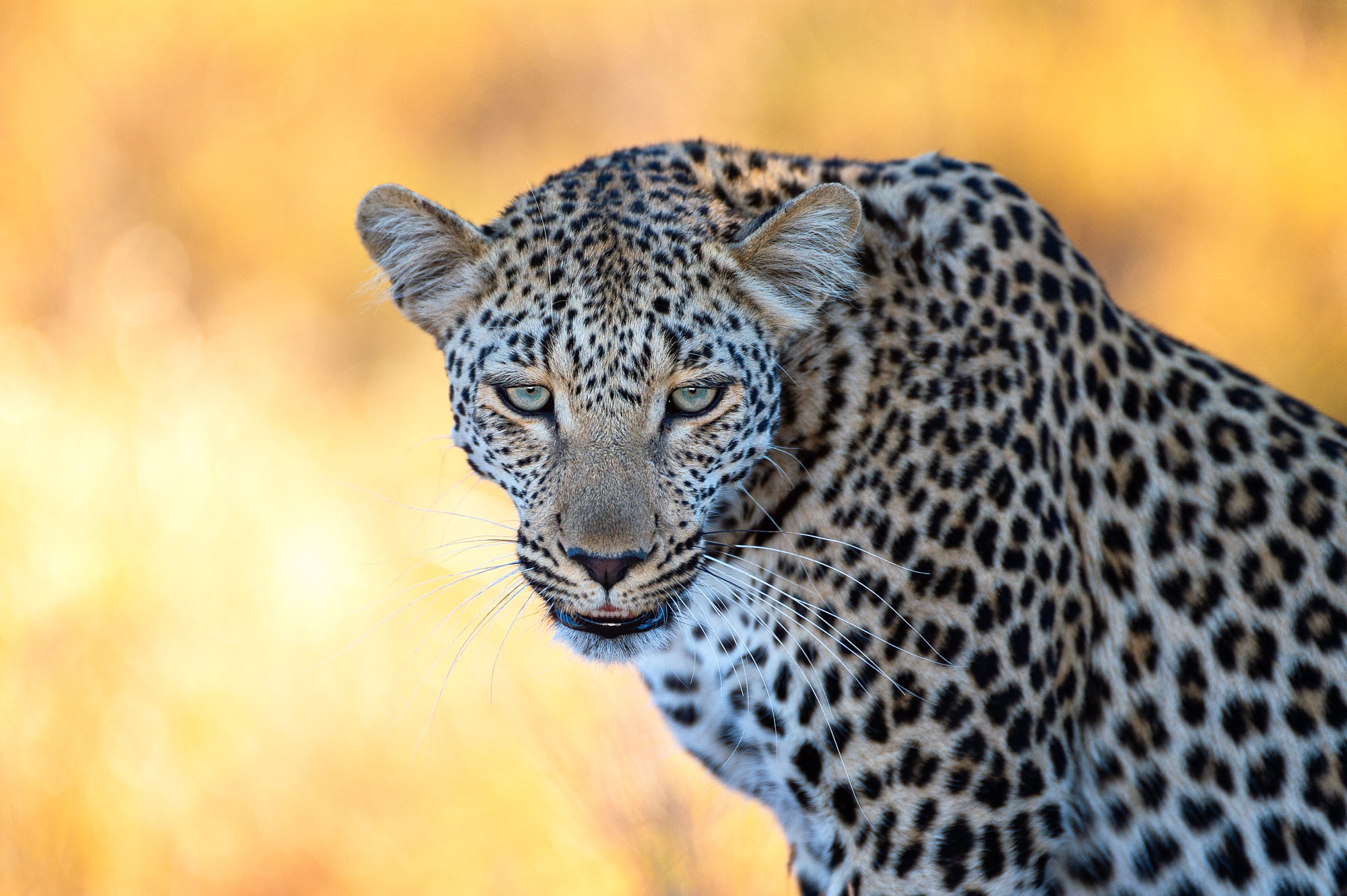 Big Cat Leopard Wildlife Predator Animal 2000x1331