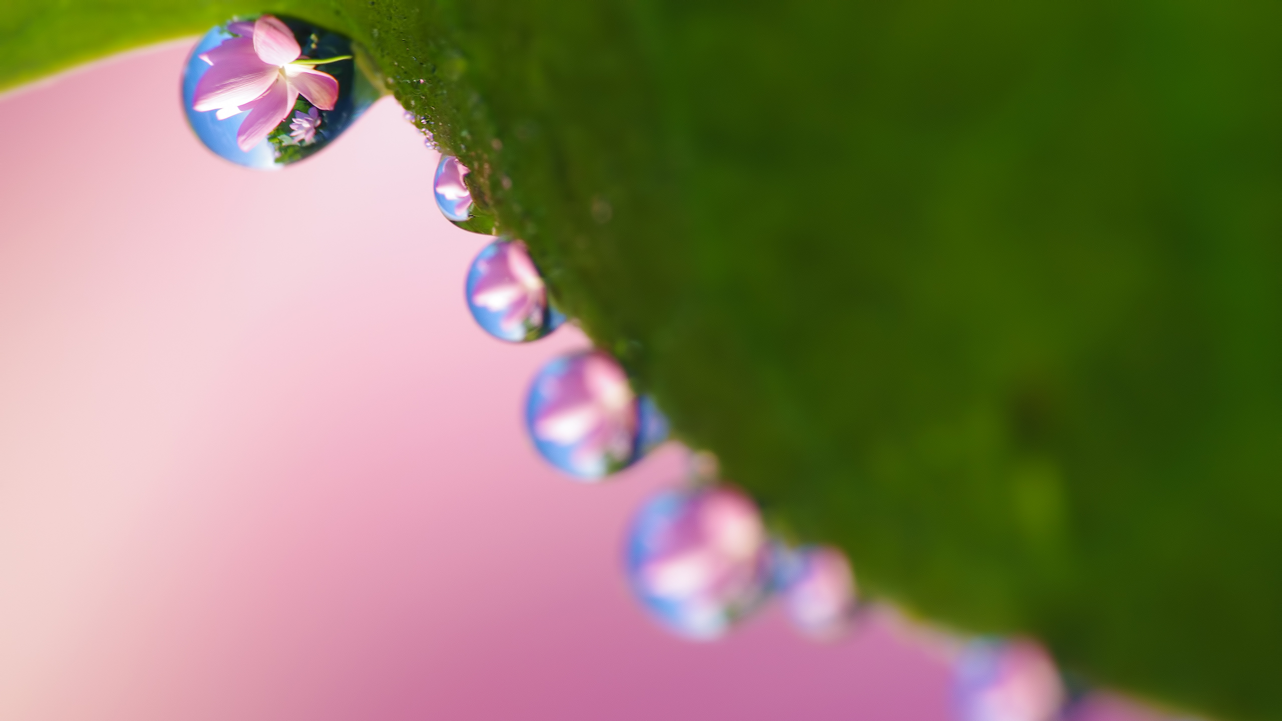Macro Nature Pink Flower Reflection Water Drop 2560x1440