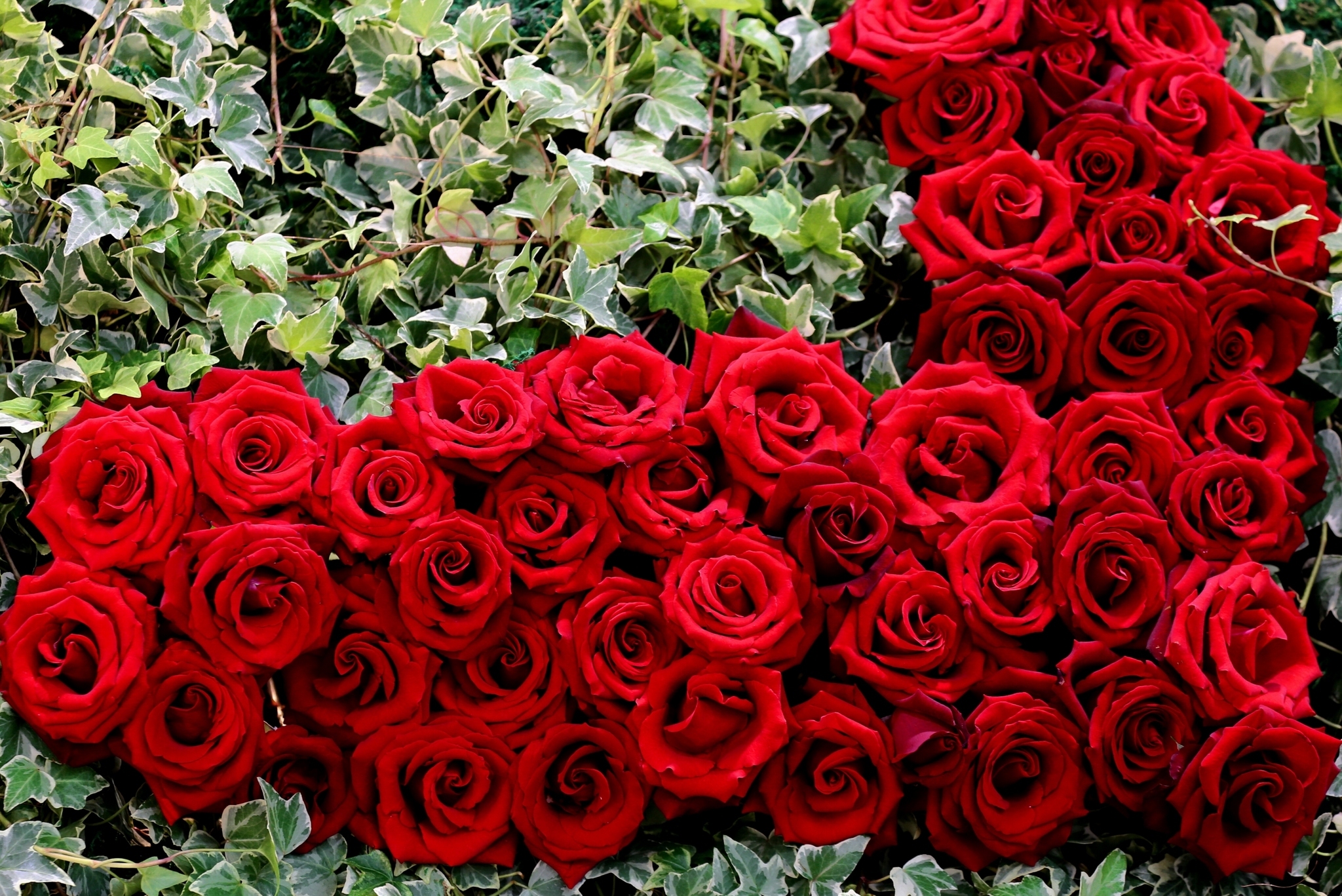 Bud Flower Red Rose Rose 2048x1367