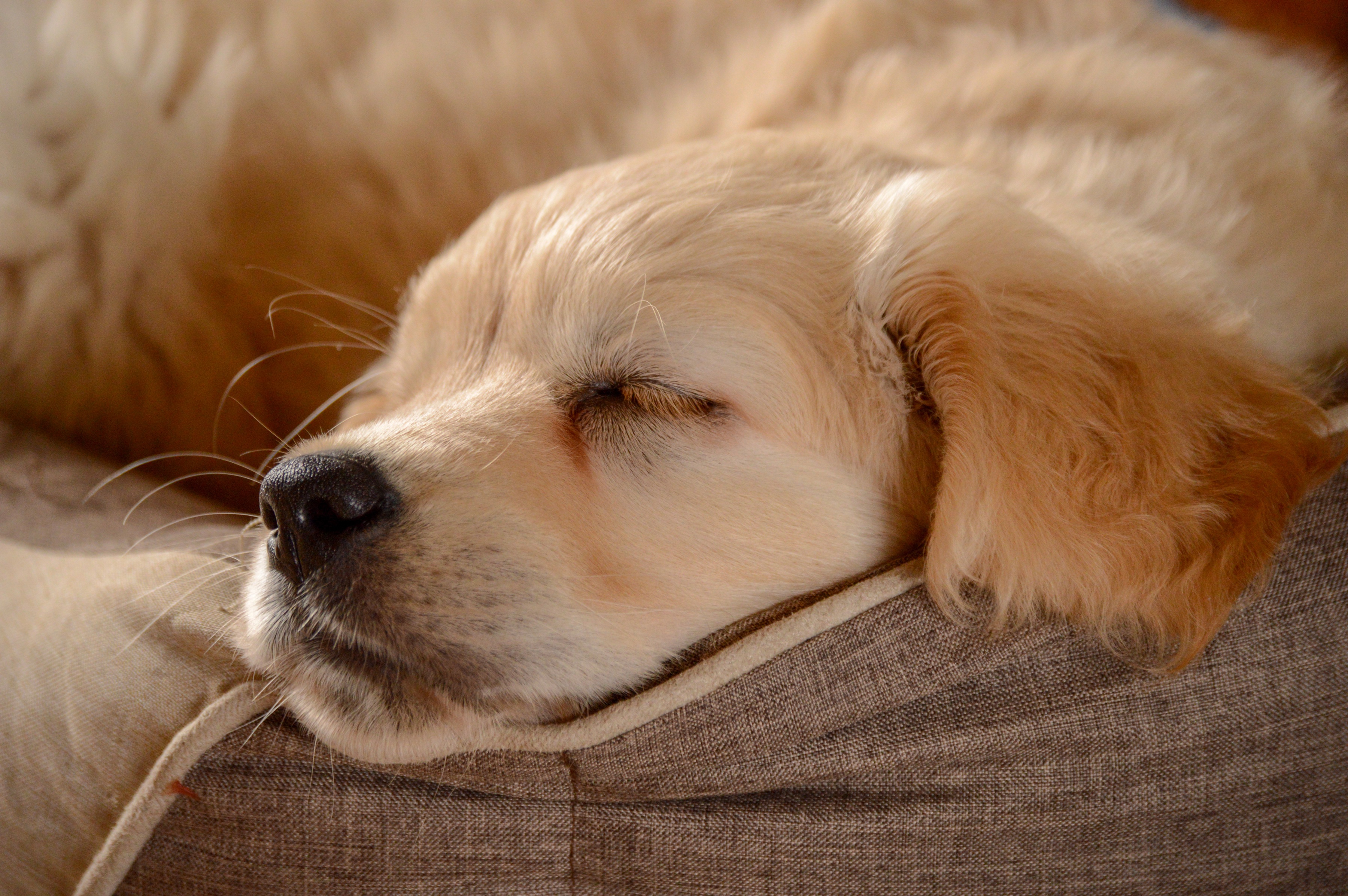 Baby Animal Dog Golden Retriever Pet Puppy Sleeping 3600x2394