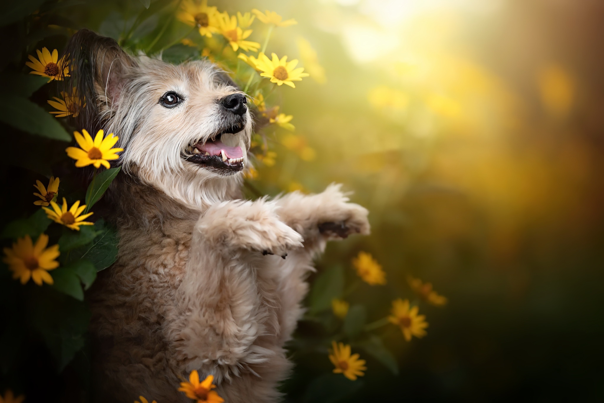 Dog Pet Yellow Flower 2048x1365