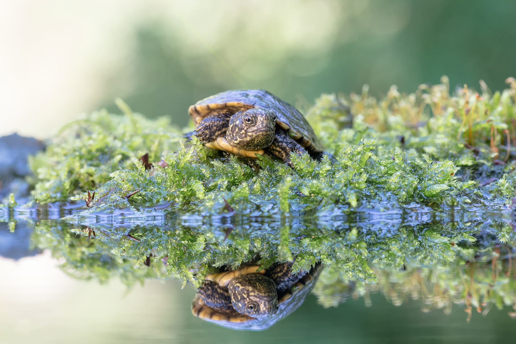 Moss Reflection Turtle 2000x1333