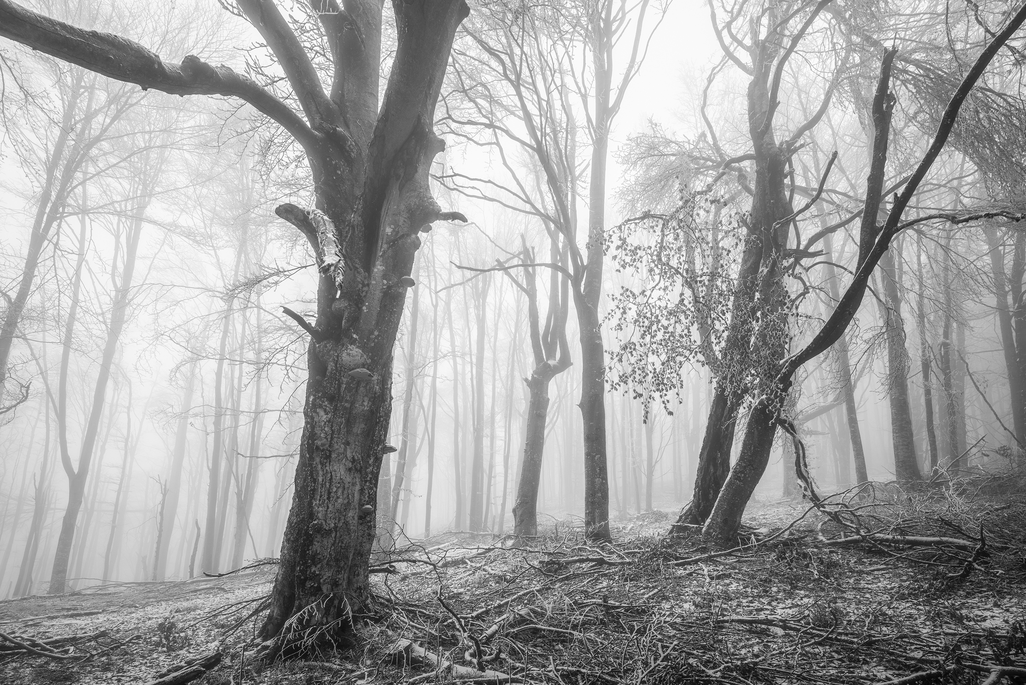 Mist Low Saturation Monochrome Forest Trees Cold Winter Frost Nature Outdoors Photography Andras Sza 2048x1367