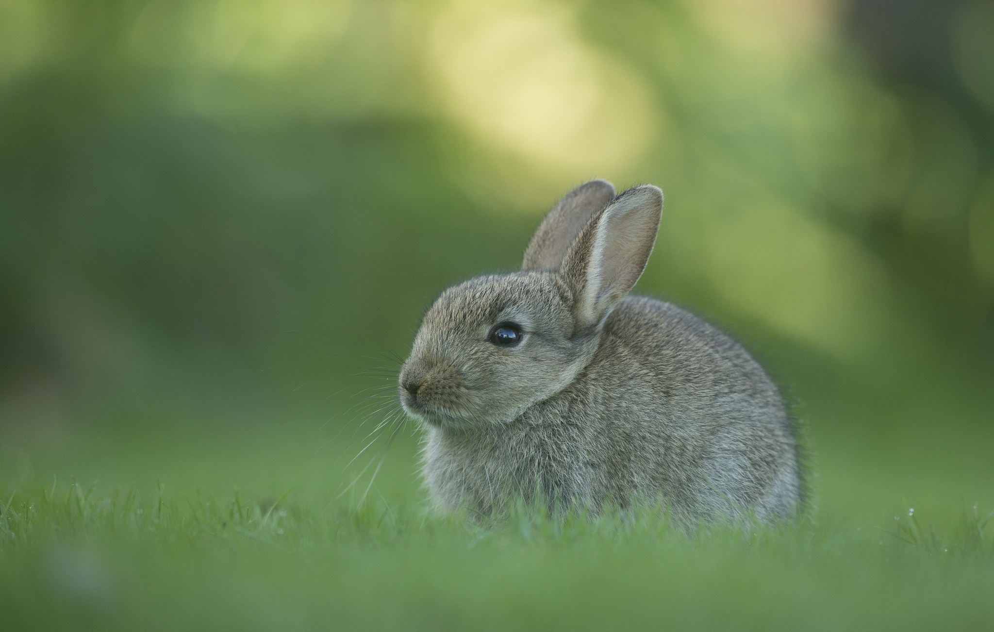 Rabbit Wildlife 2048x1302