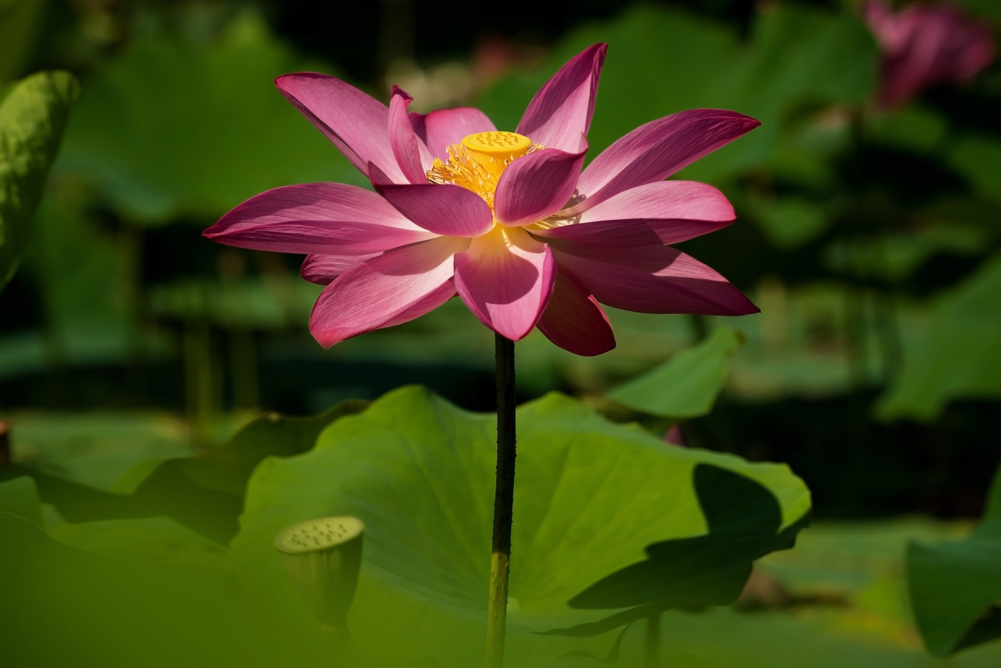 Flower Lotus Nature Pink Flower 2048x1367