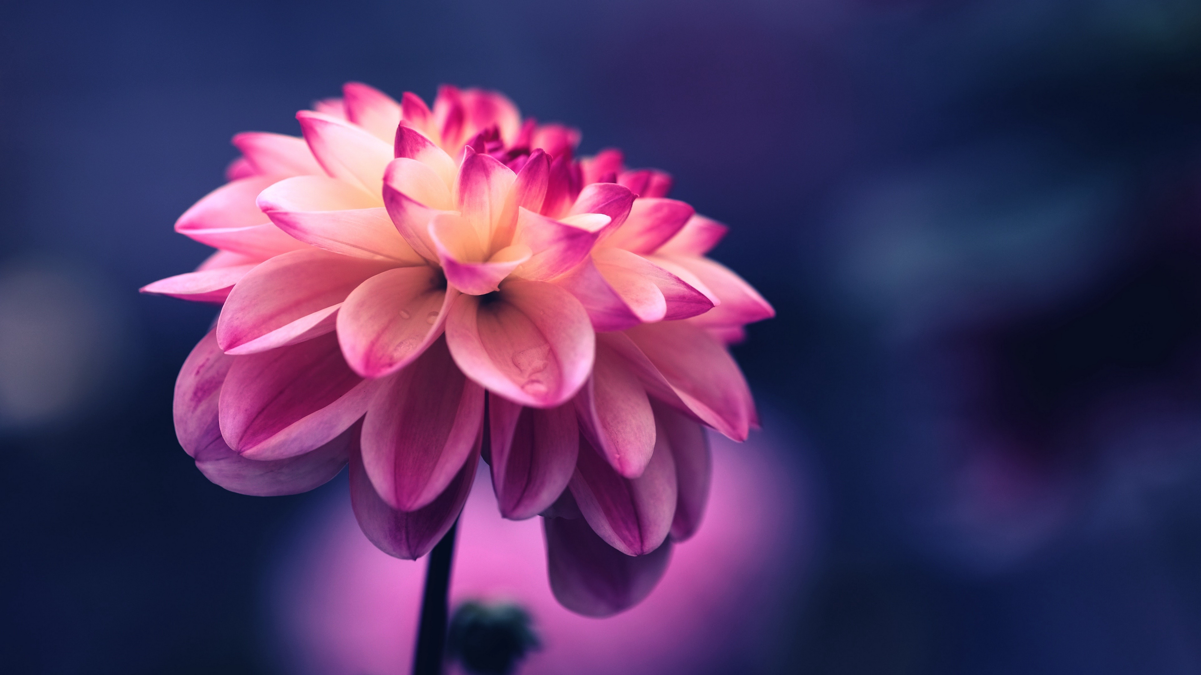 Dahlia Pink Flower 3840x2160