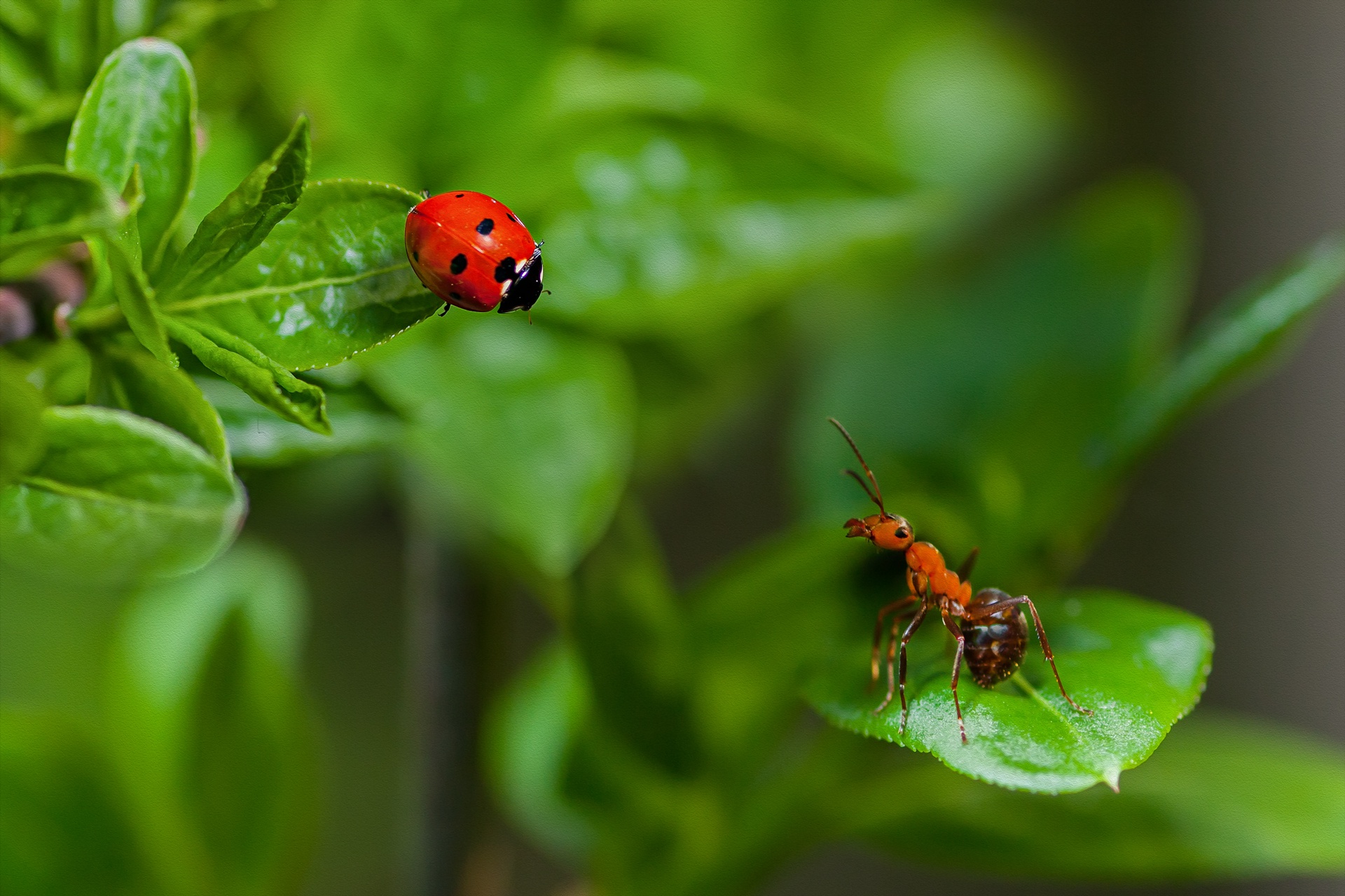 Ant Insect Ladybug Macro Nature 1920x1280