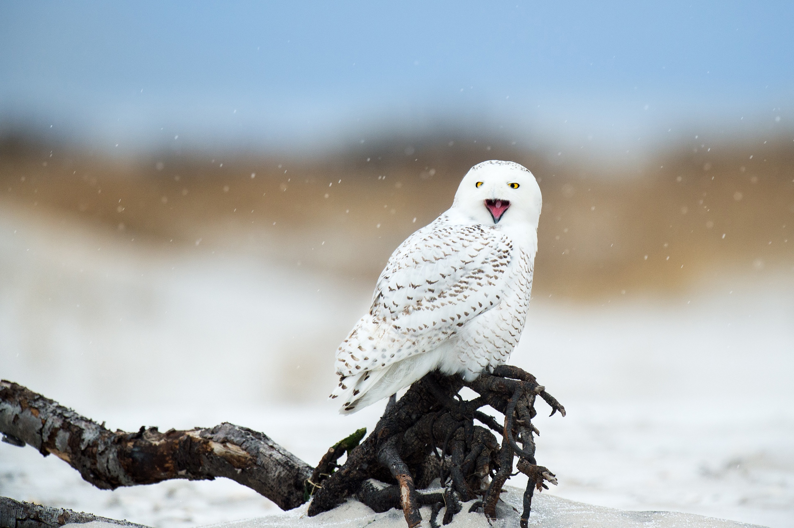 Bird Owl Snowy Owl Wildlife 2560x1704