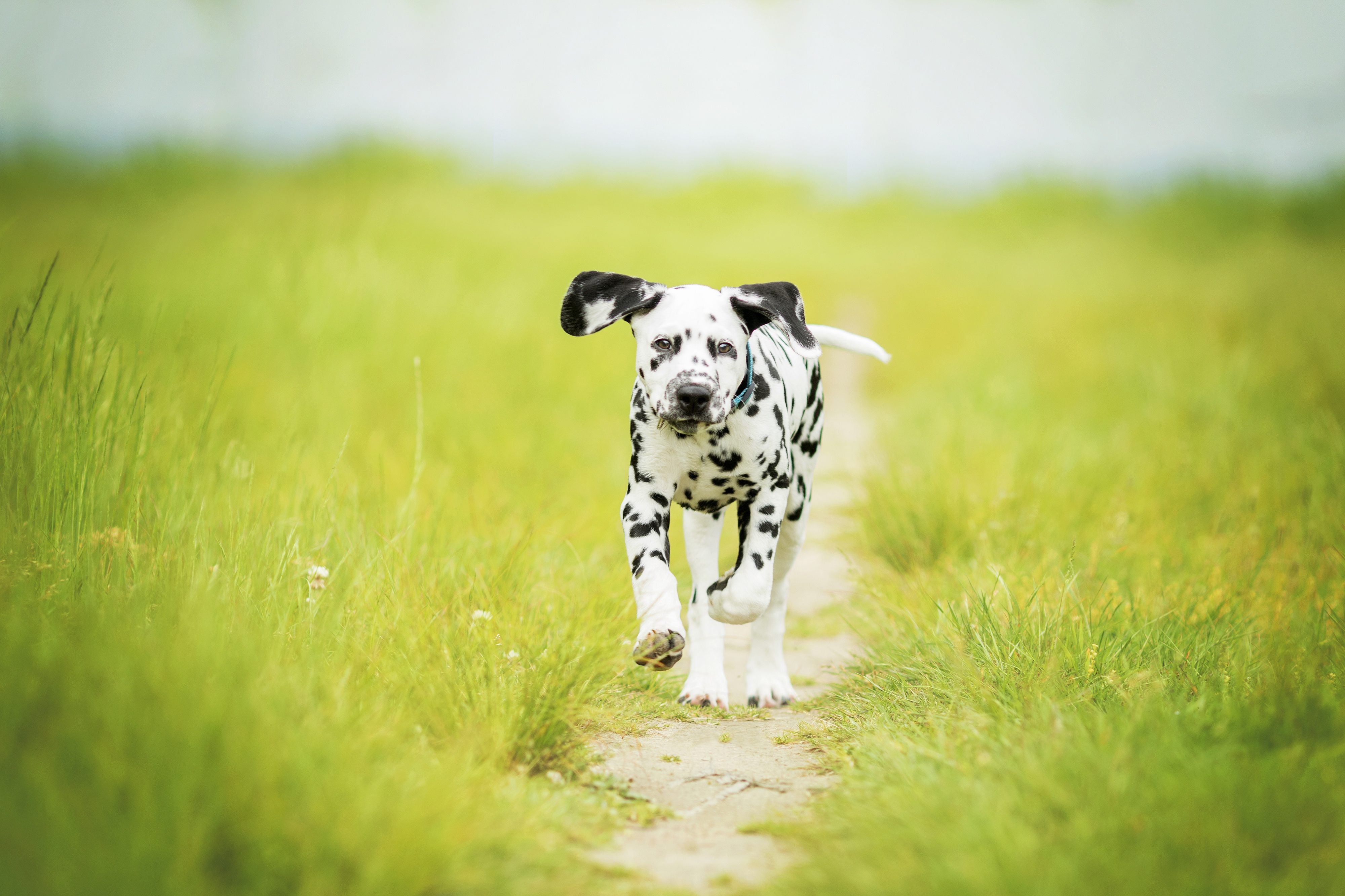Baby Animal Dalmatian Depth Of Field Dog Grass Path Pet Puppy 4000x2667