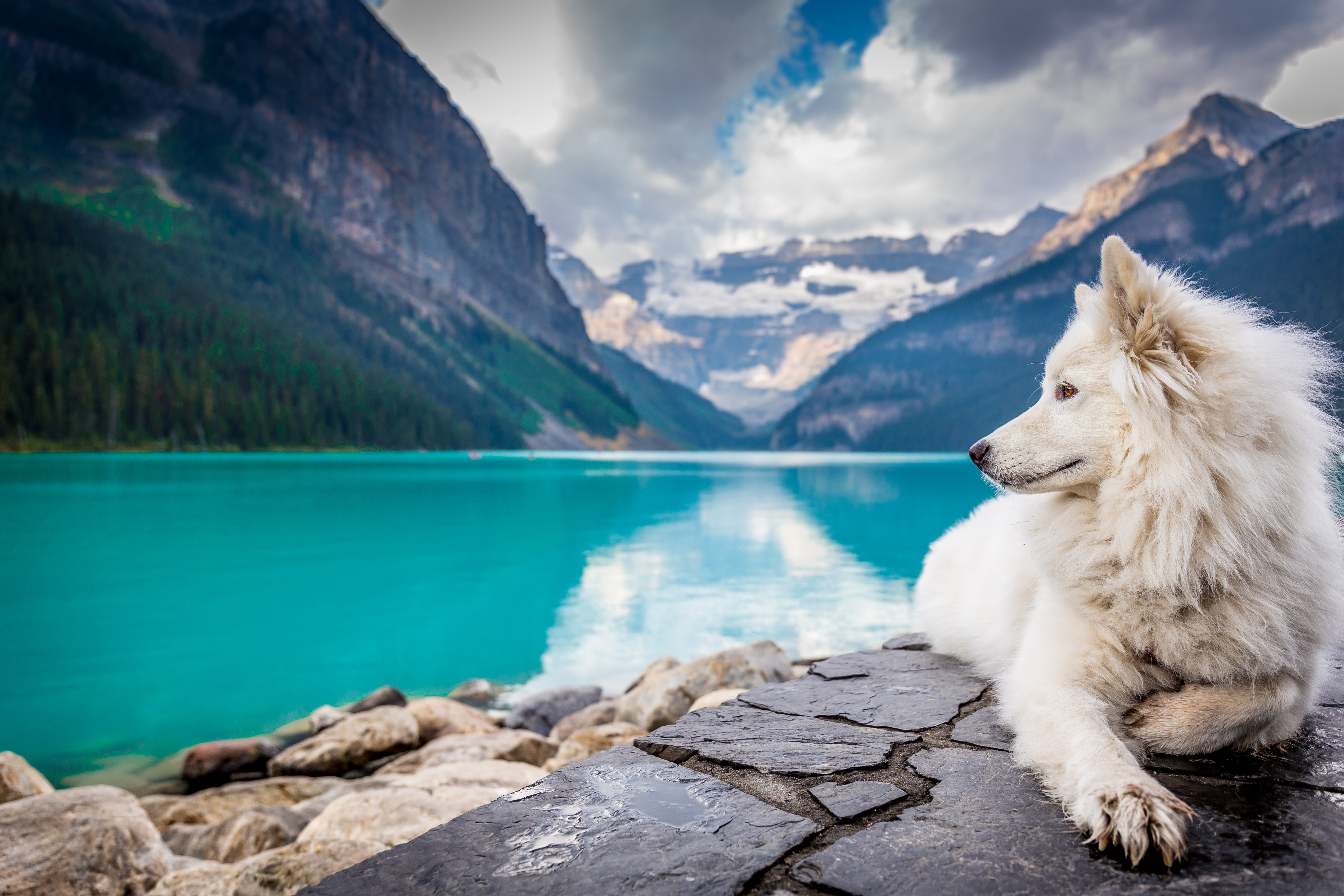 Banff National Park Canada Depth Of Field Dog Lake Lying Down Mountain Pet 5077x3385