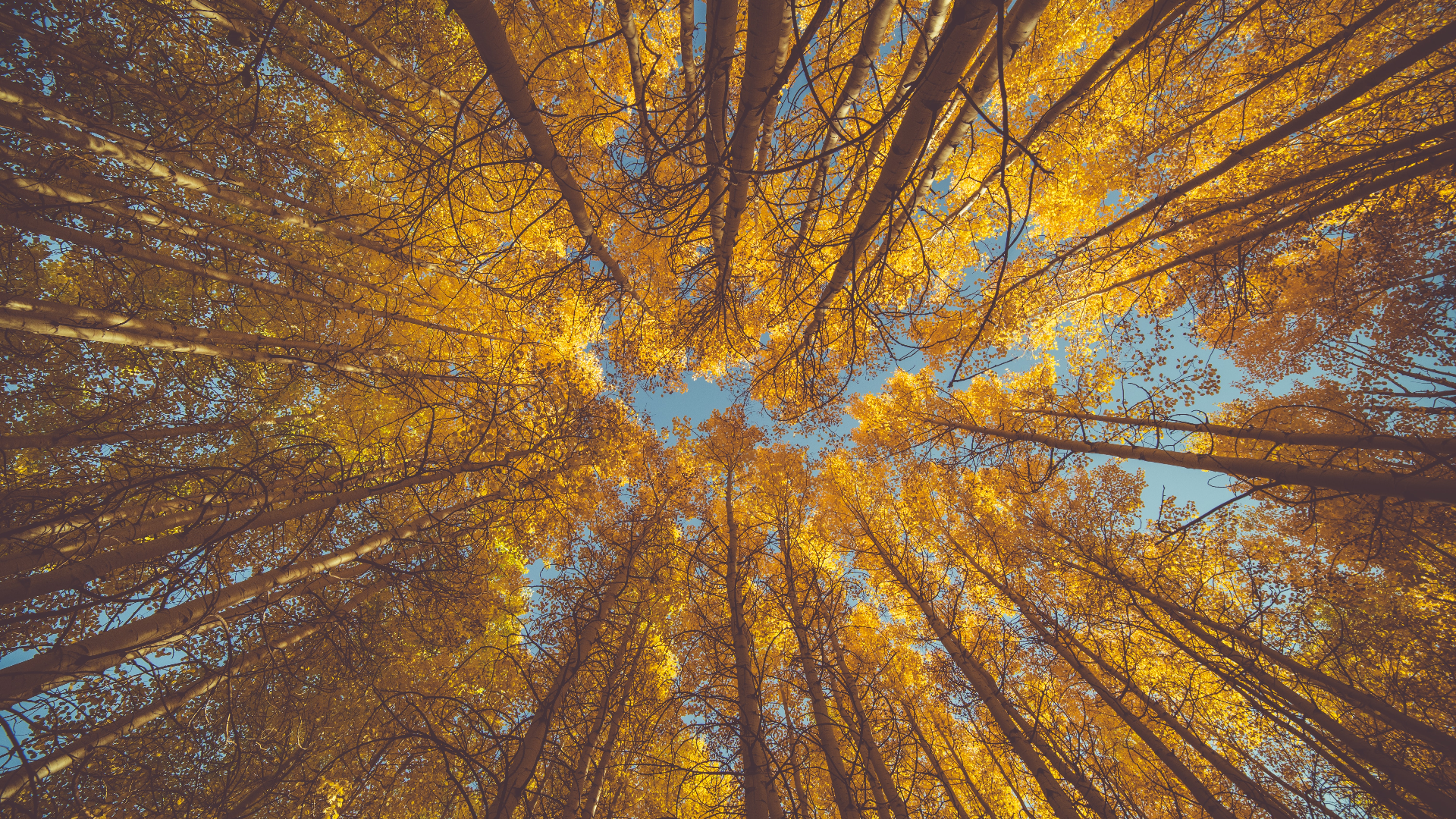 Nature Trees Forest Fall Sky Bottom View 1920x1080